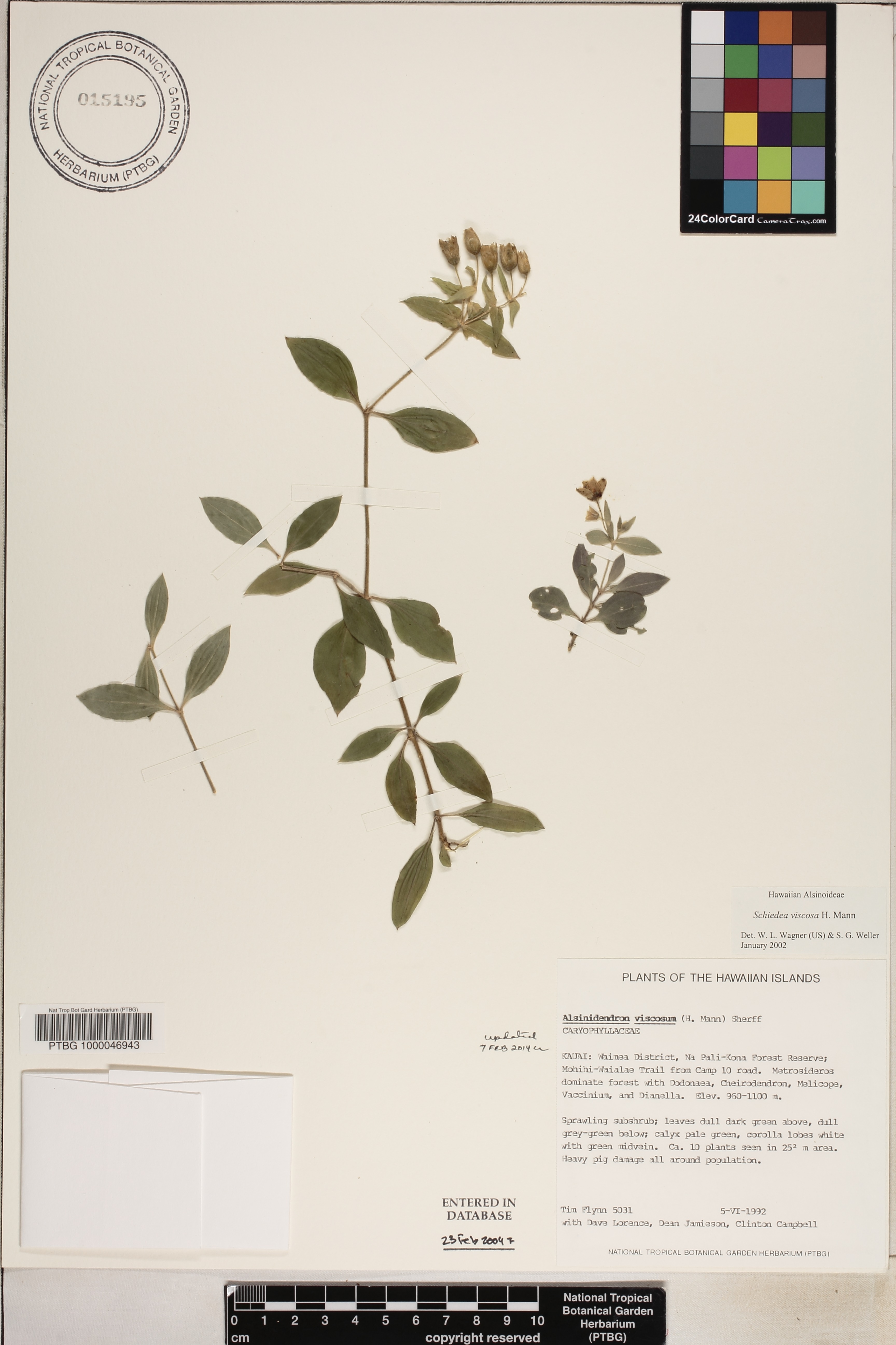 Schiedea viscosa image