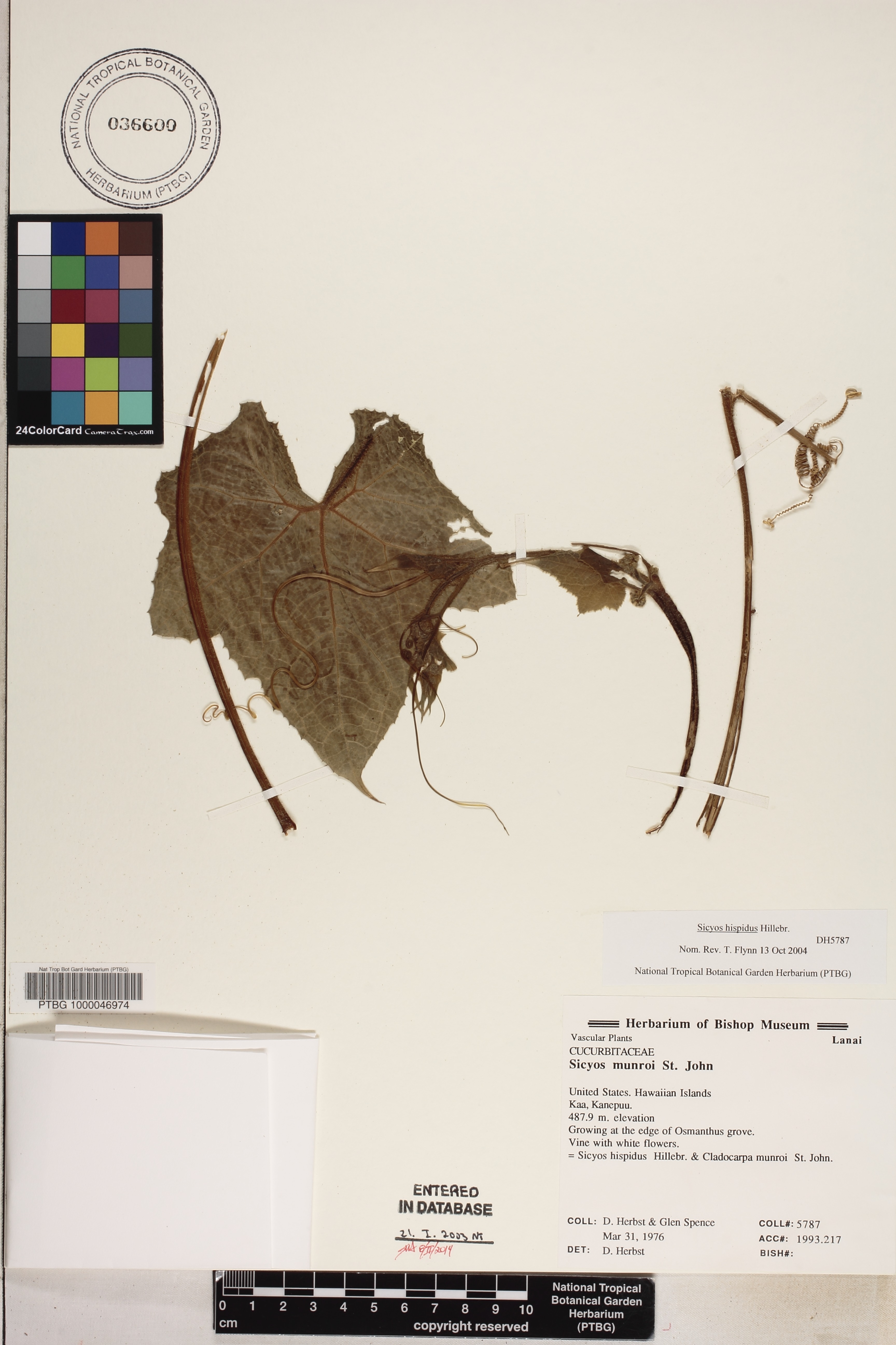 Sicyos hispidus image