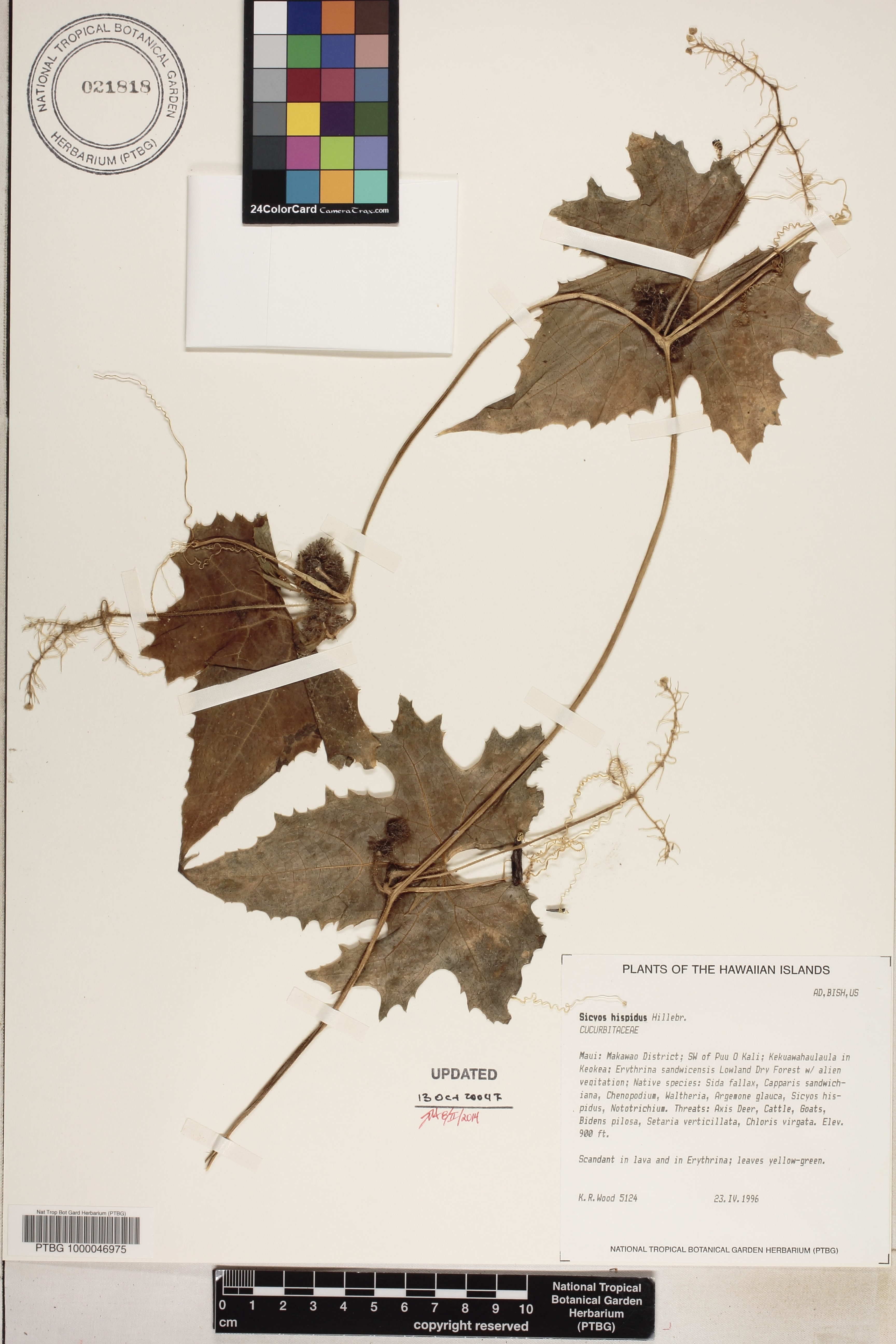 Sicyos hispidus image