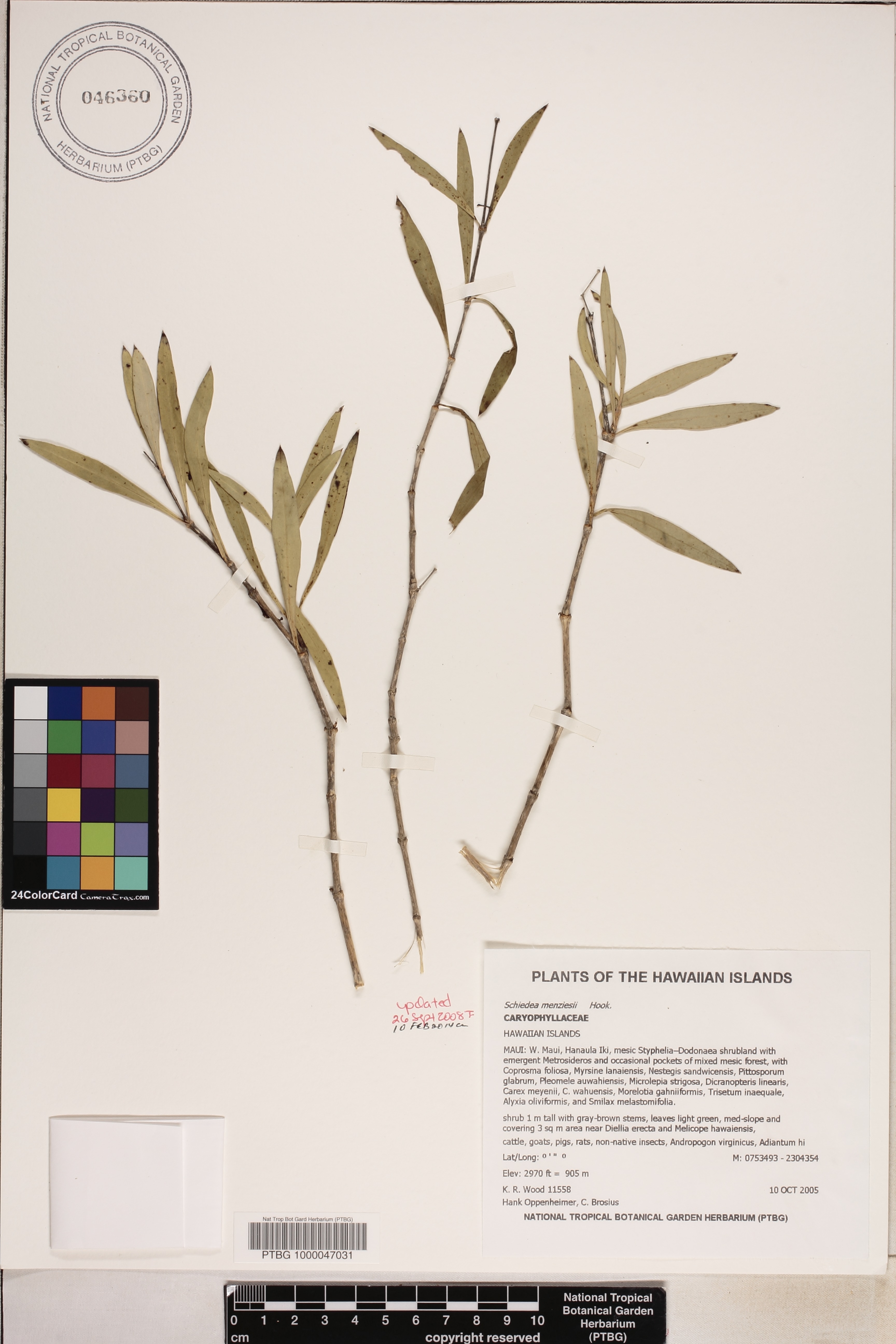Schiedea image