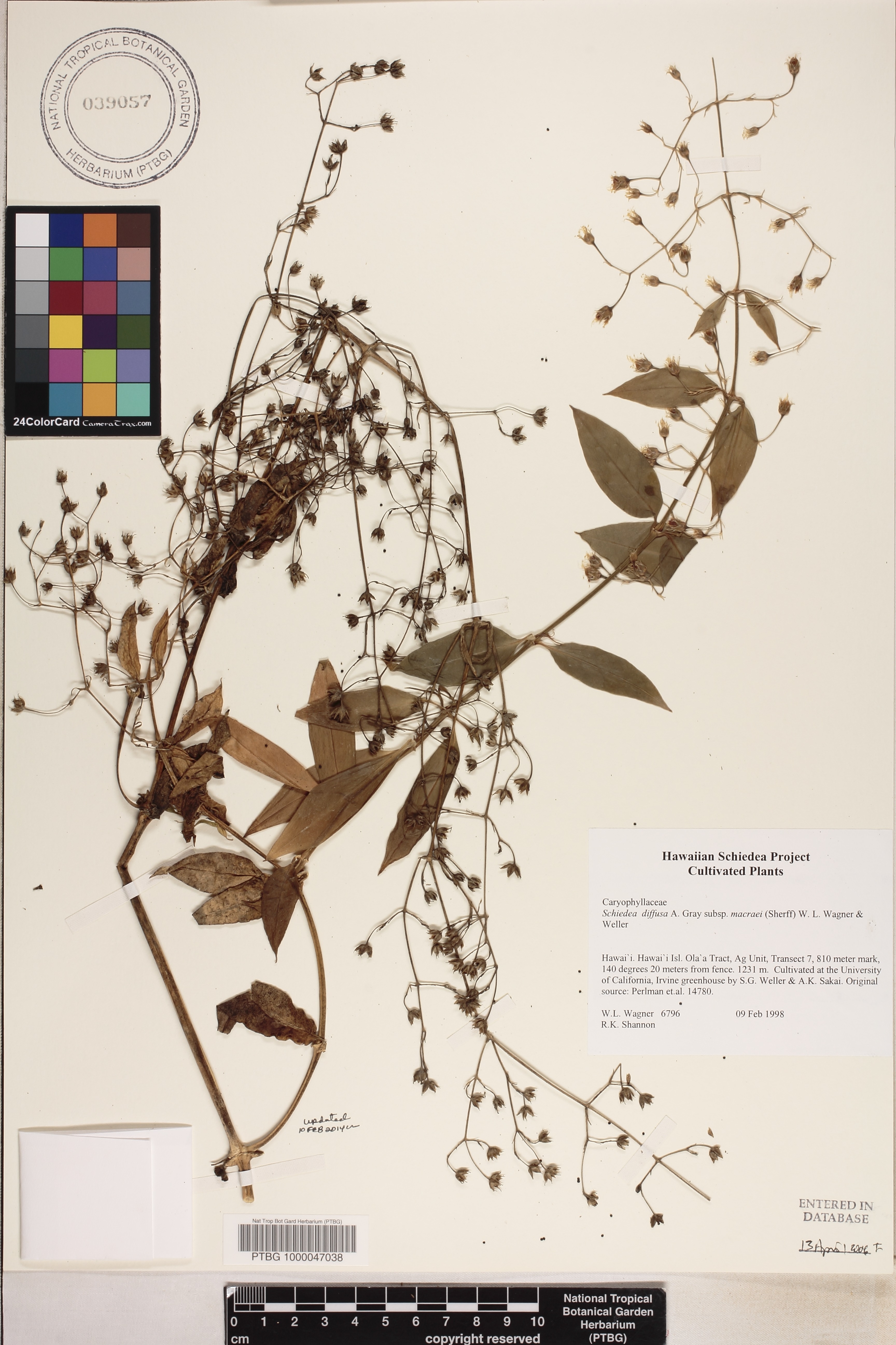 Schiedea diffusa subsp. macraei image