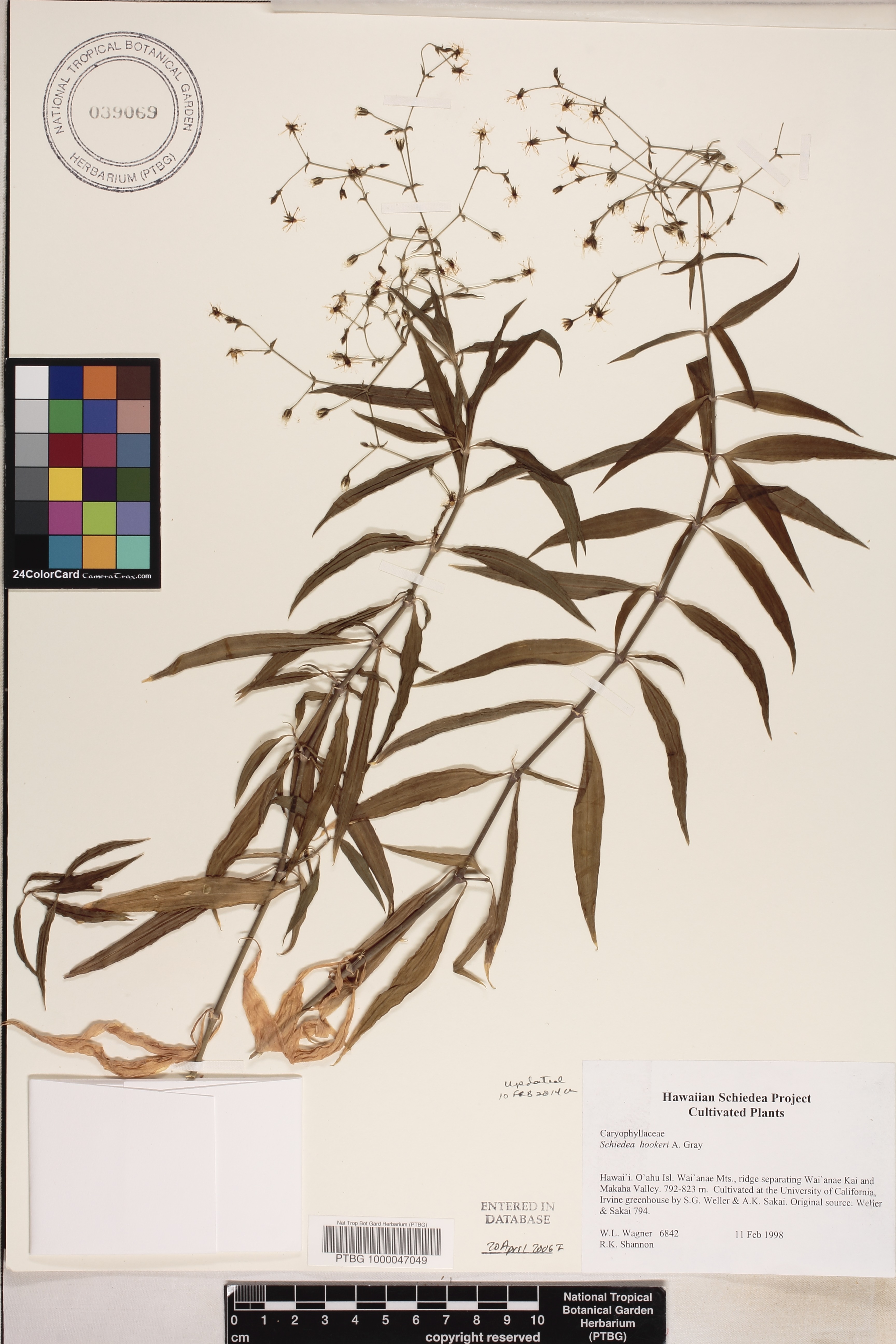 Schiedea hookeri image