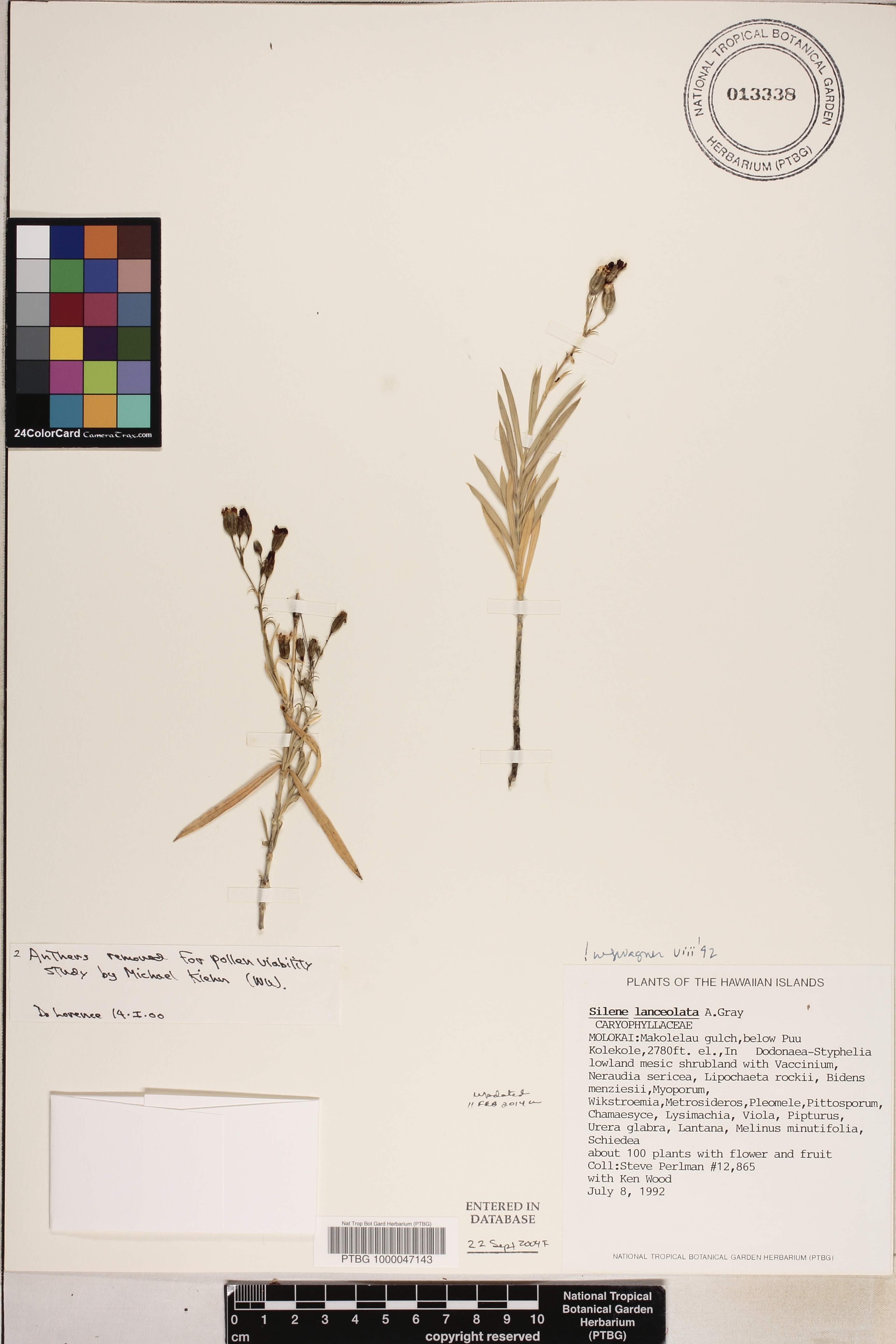 Silene lanceolata image