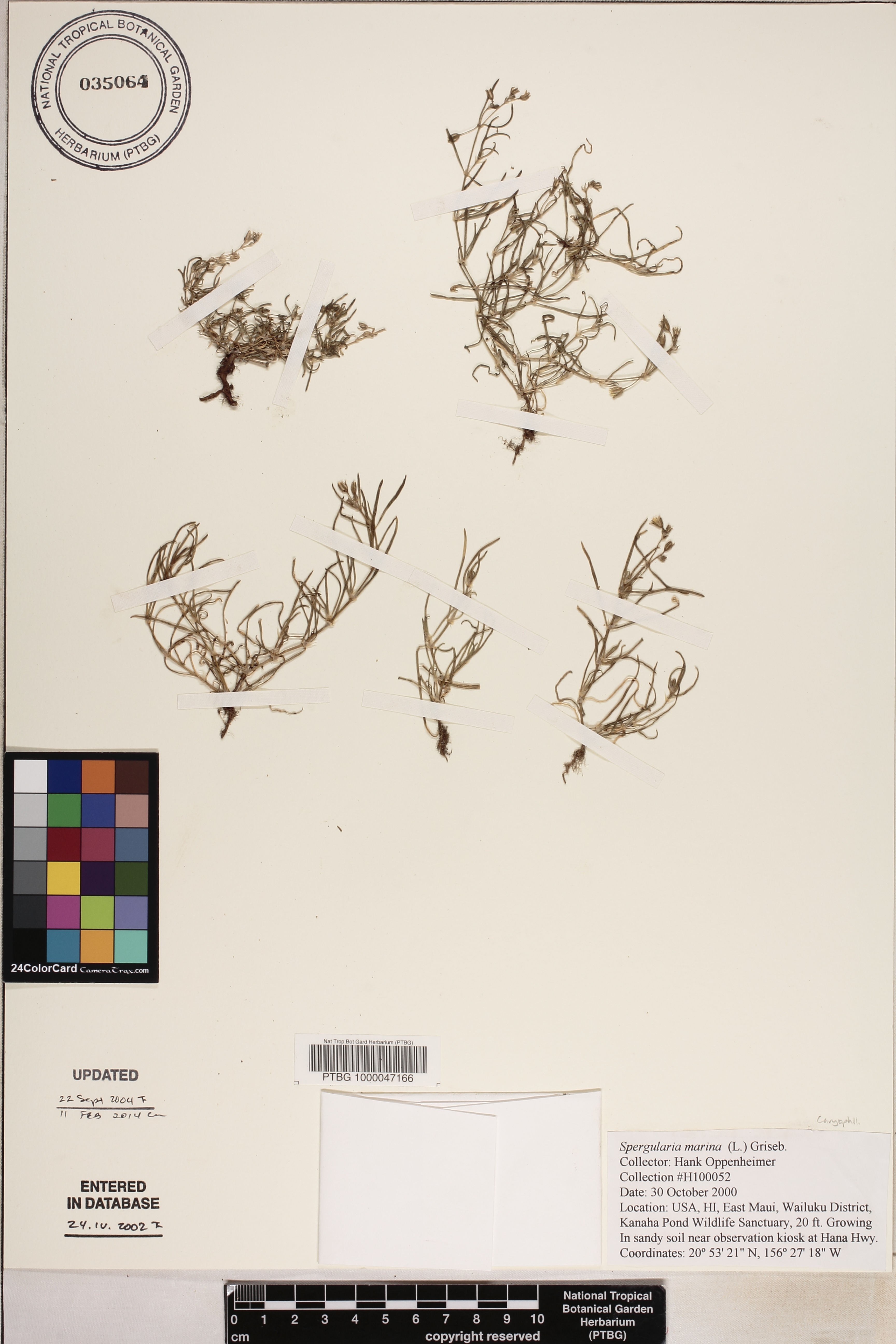 Spergularia image