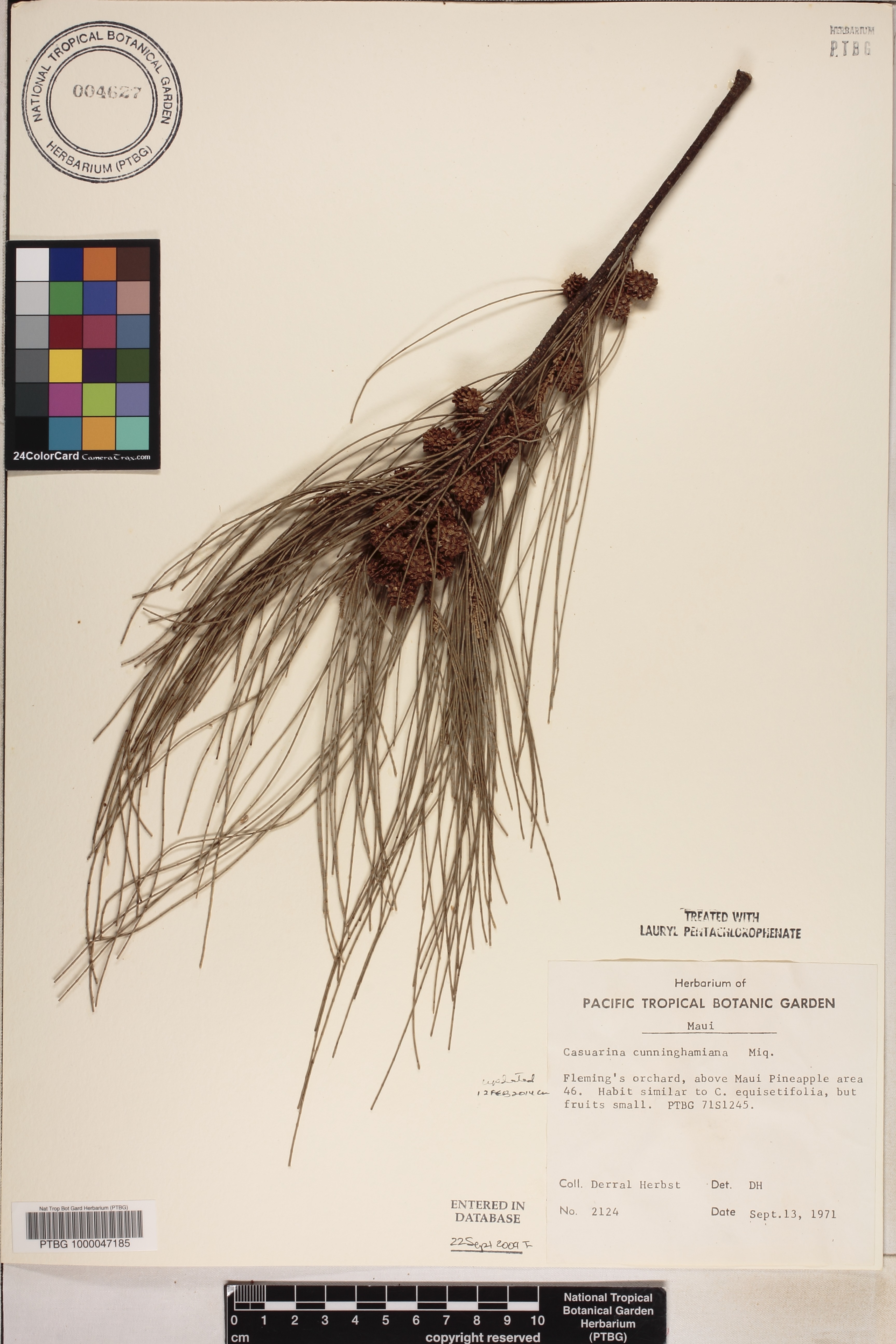 Casuarina cunninghamiana image