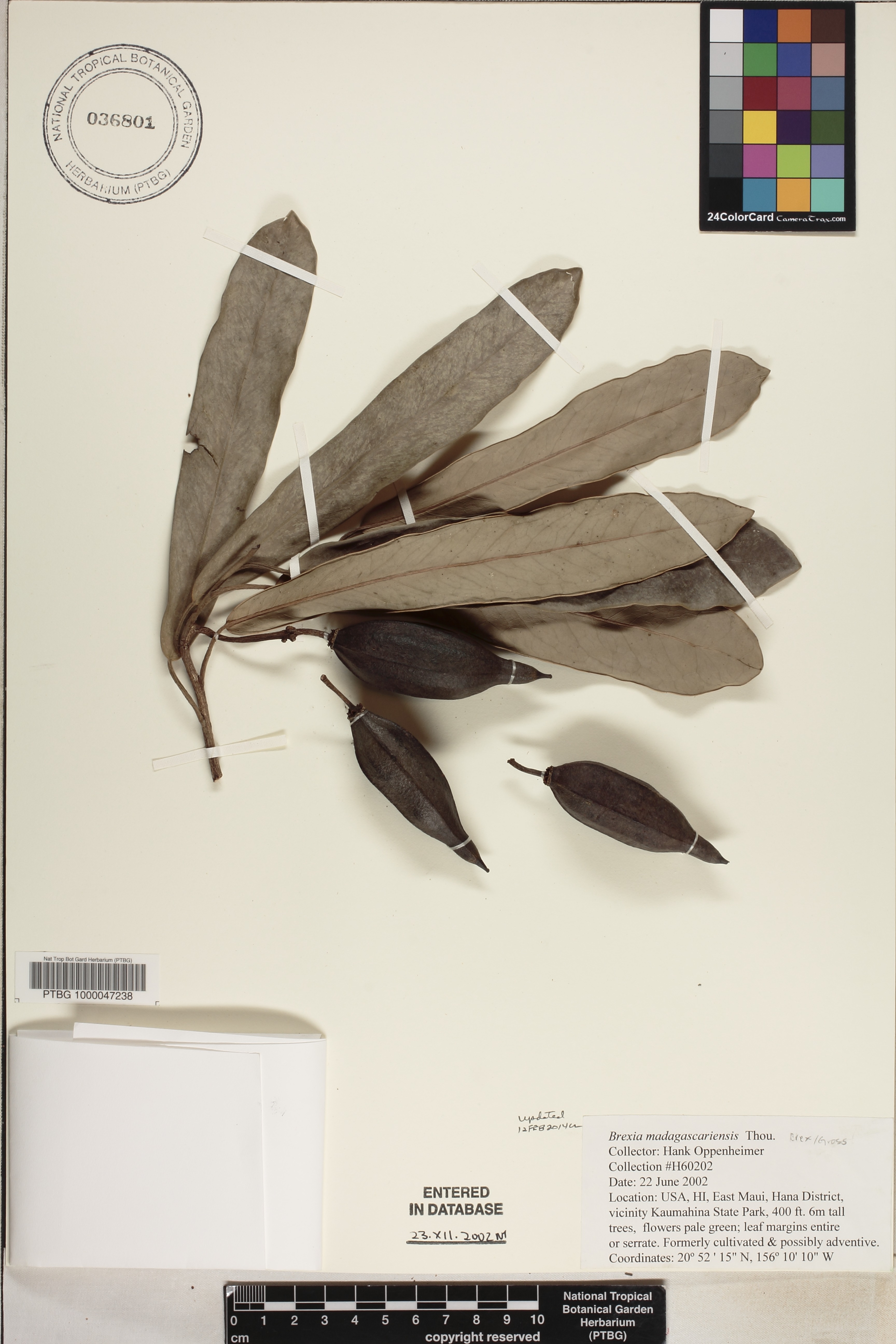 Brexia madagascariensis image