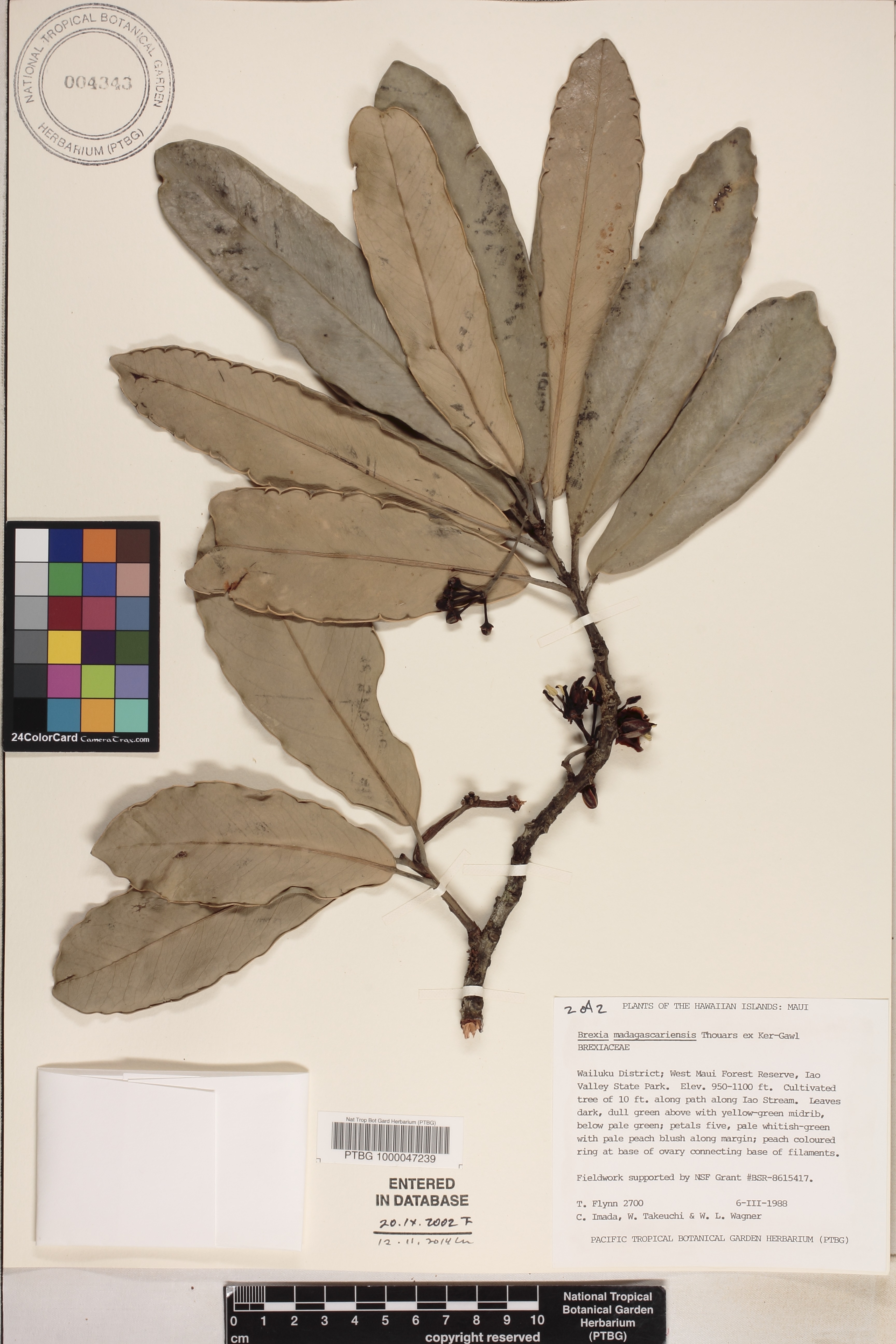 Brexia madagascariensis image
