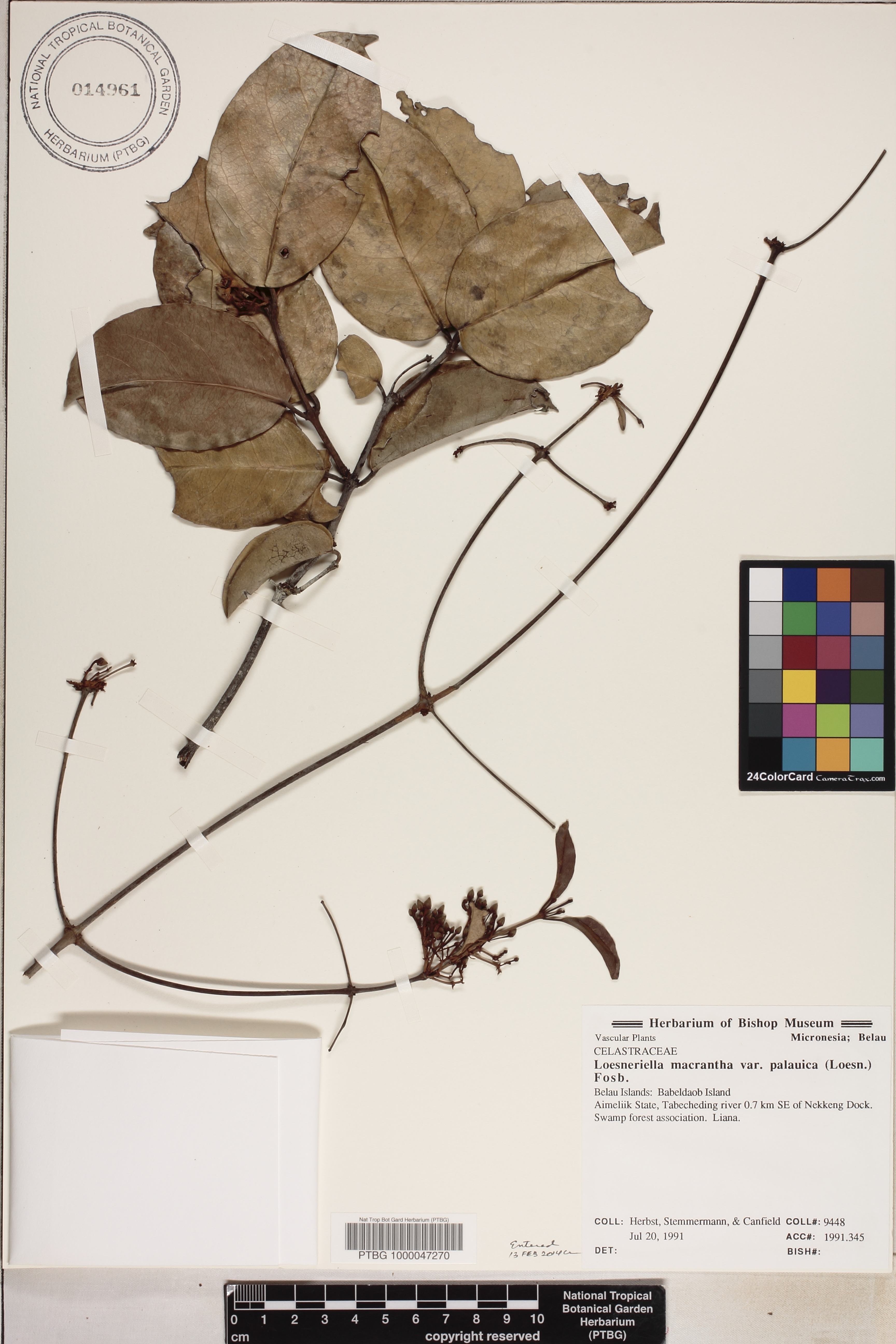 Loeseneriella macrantha image