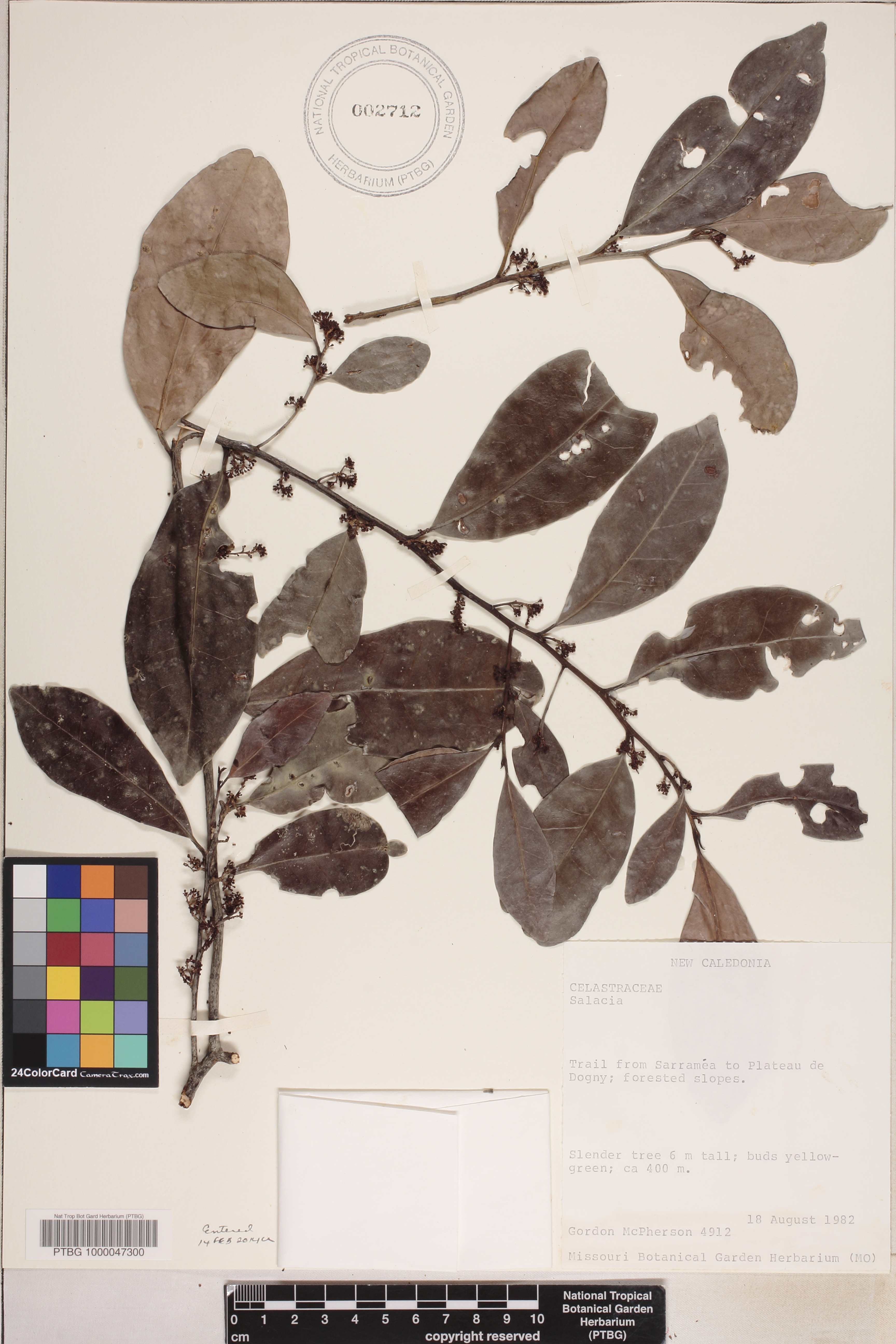Salacia image