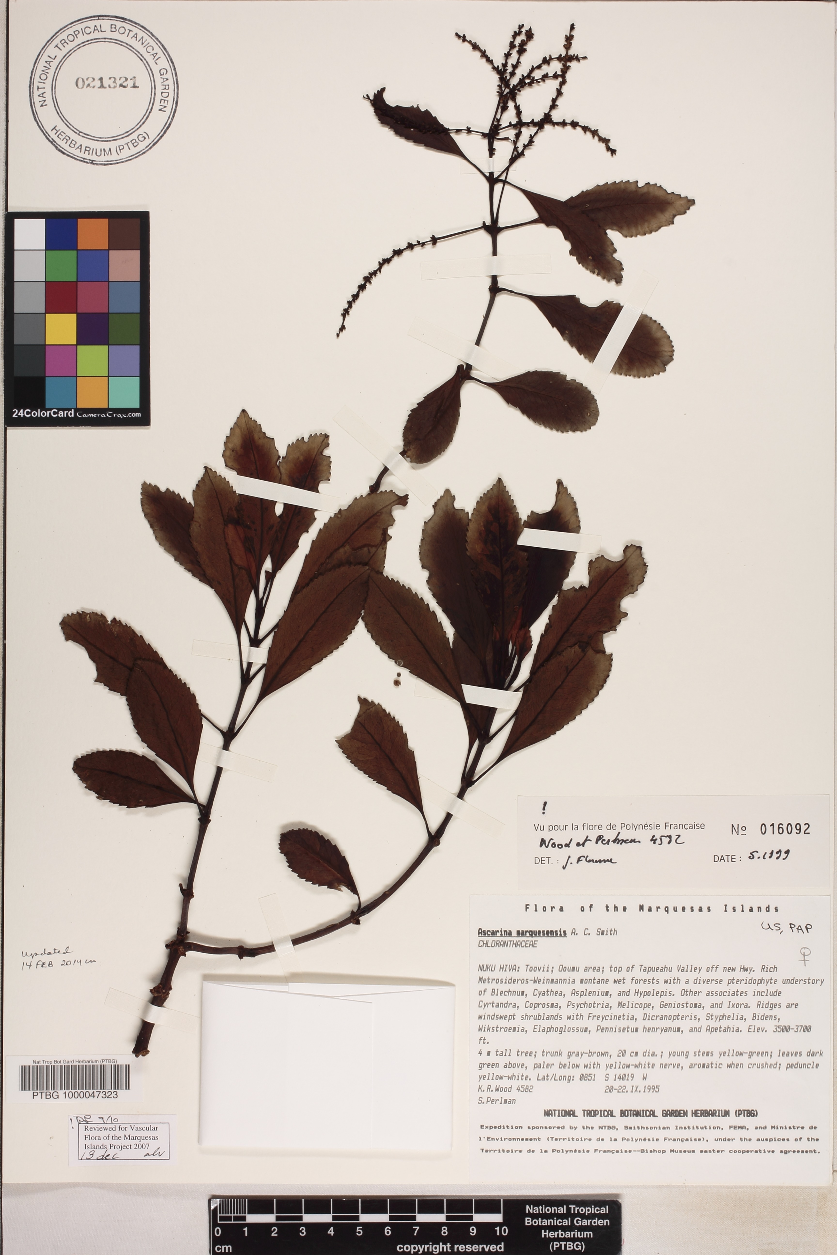 Chloranthaceae image