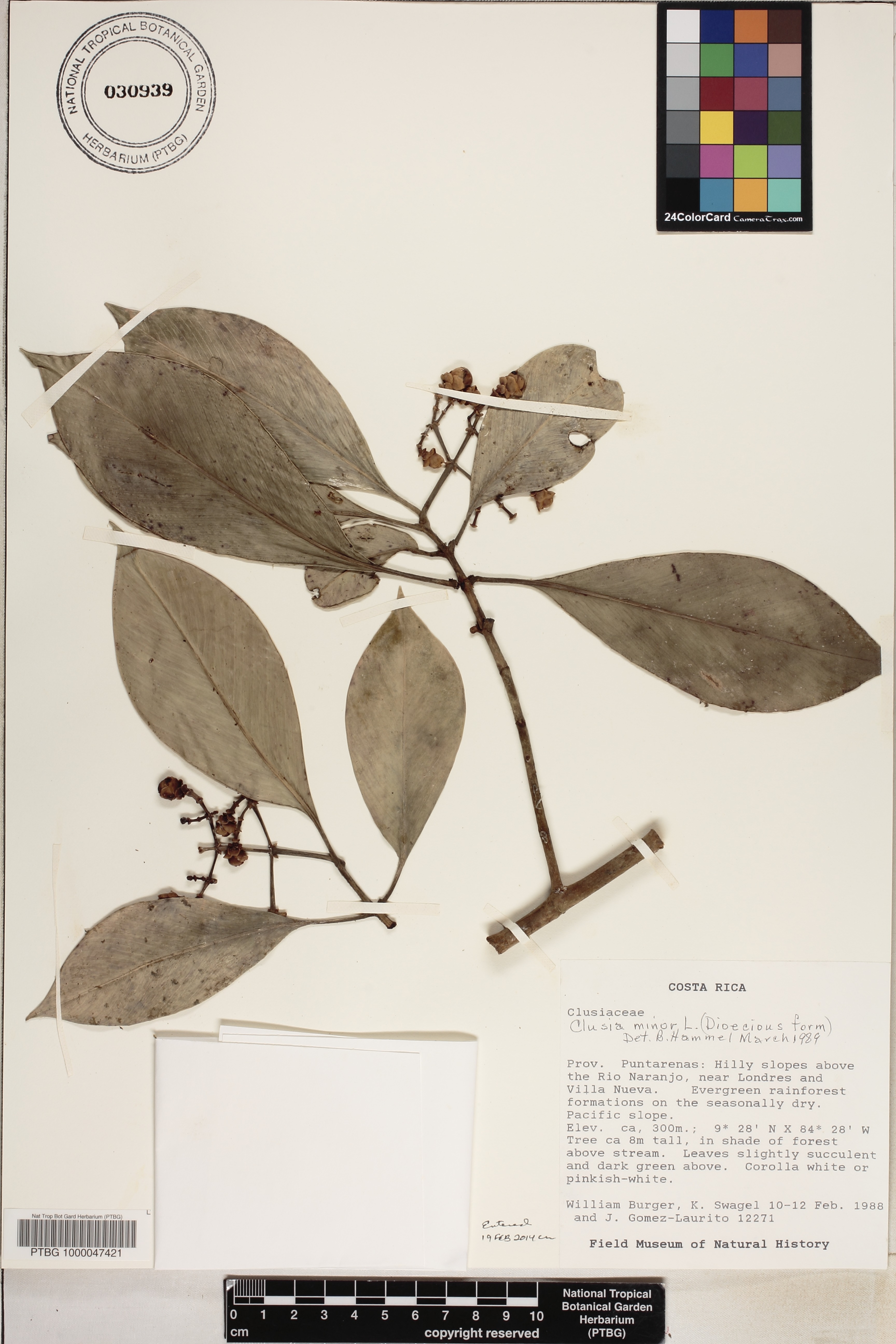 Clusia image