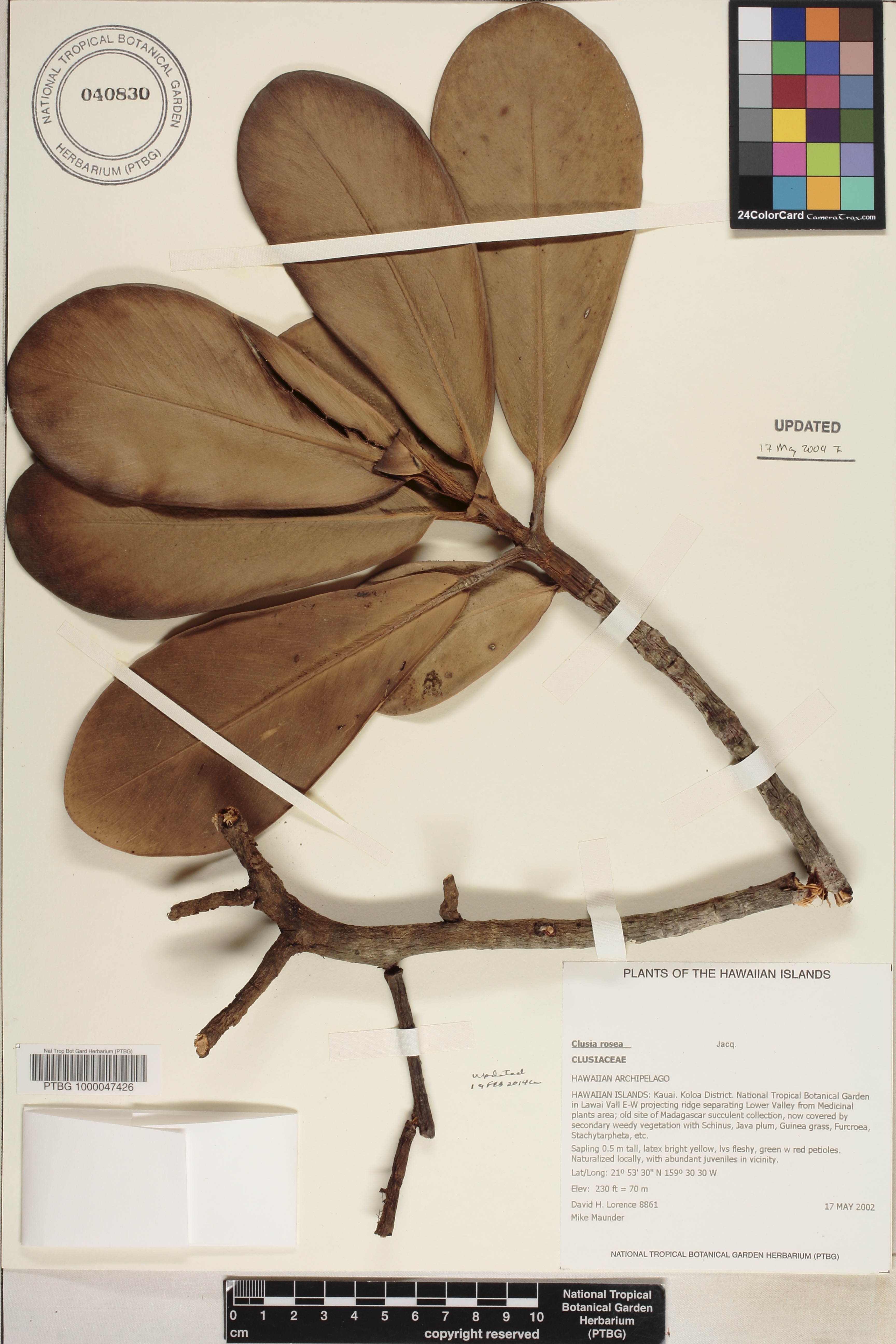 Clusia rosea image