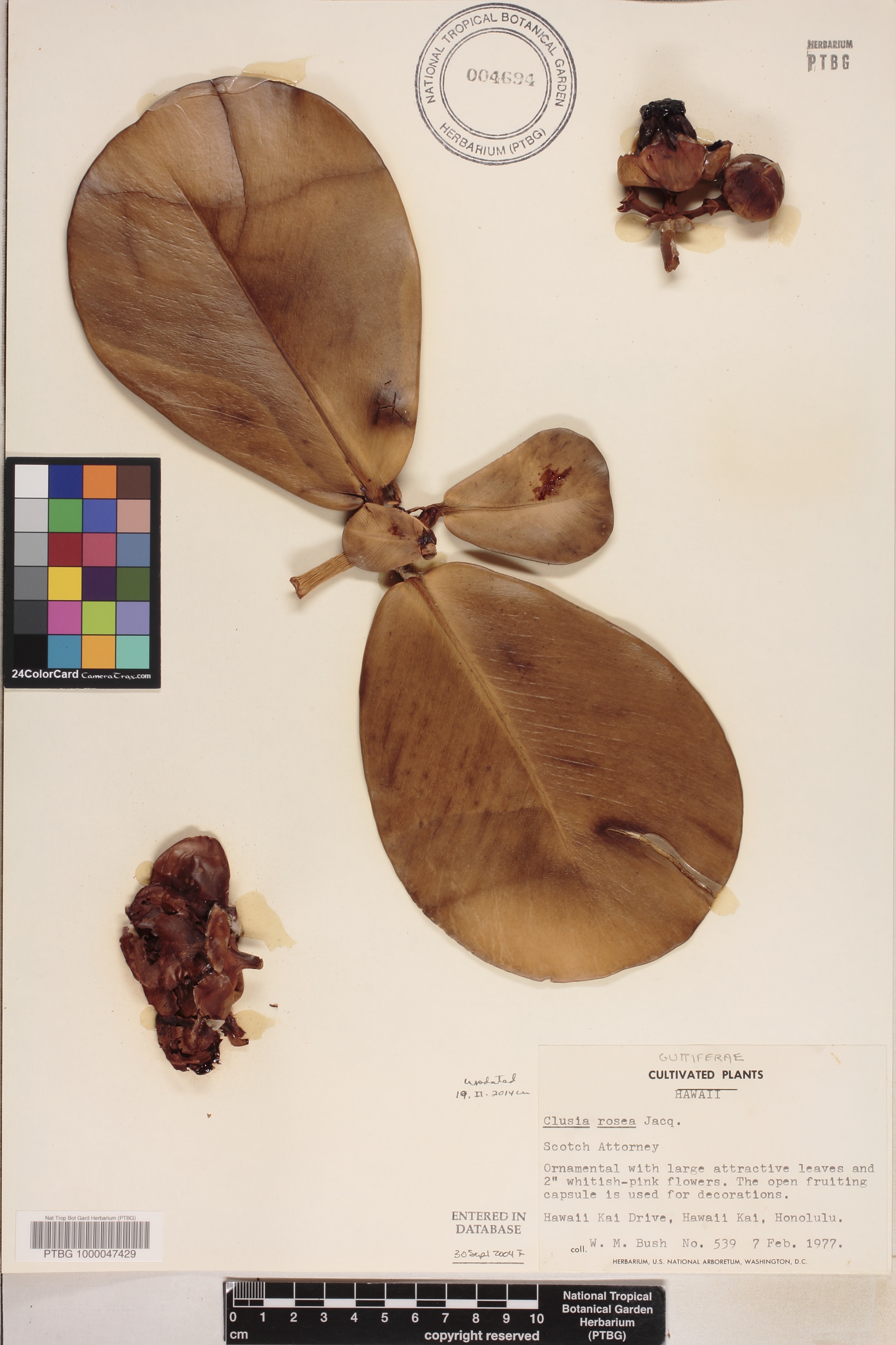 Clusia rosea image