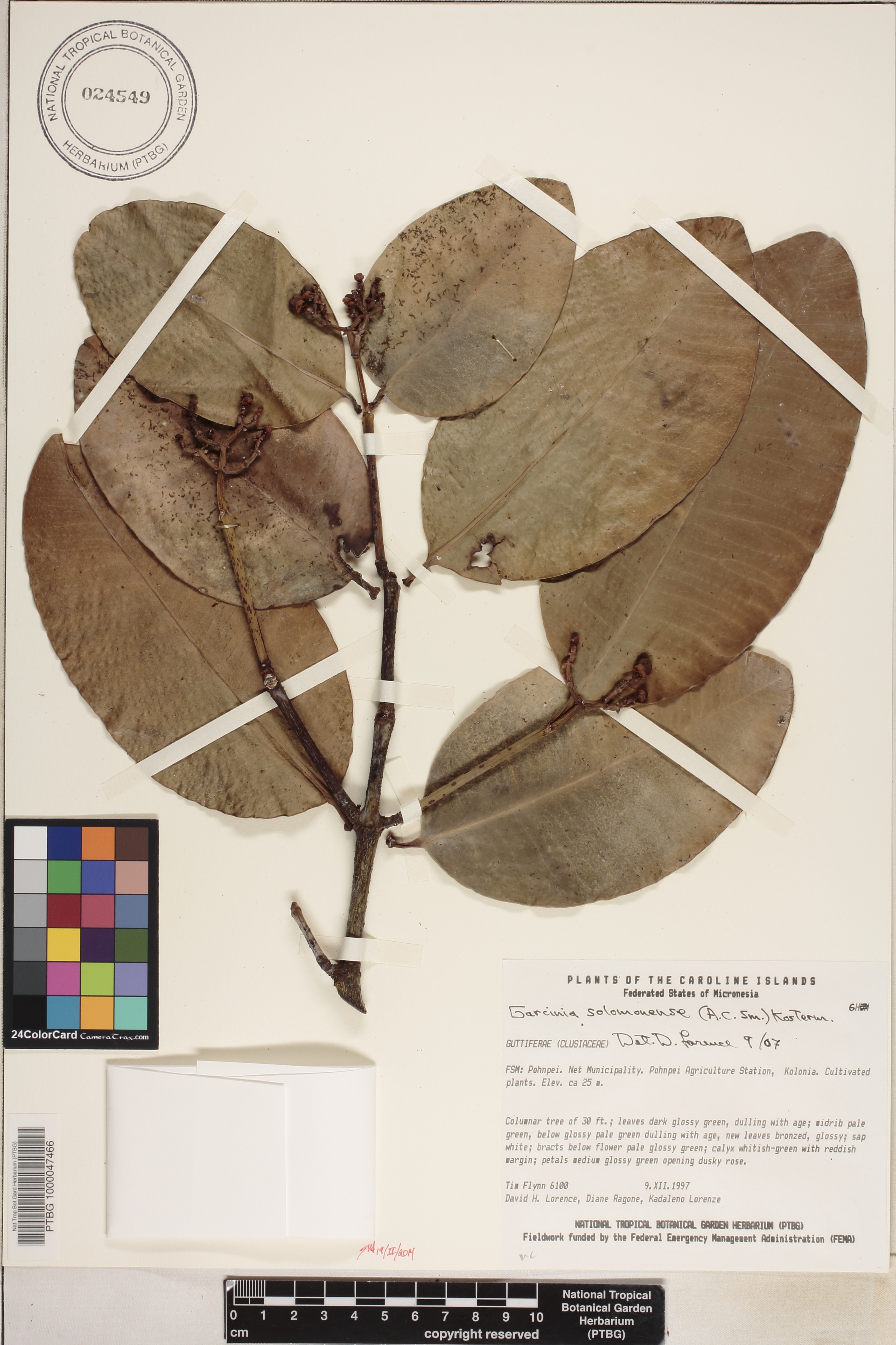 Garcinia solomonensis image