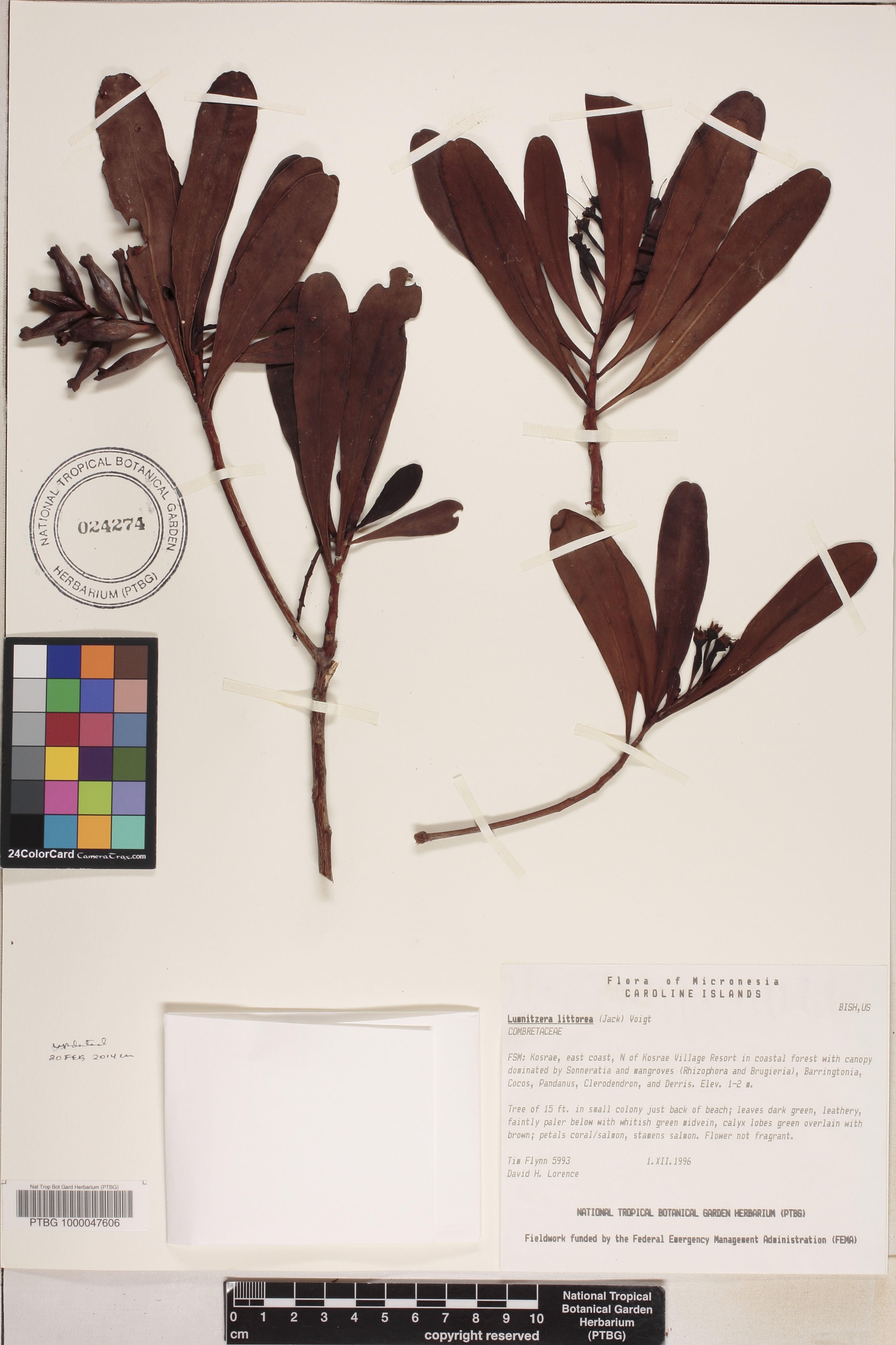 Lumnitzera littorea image