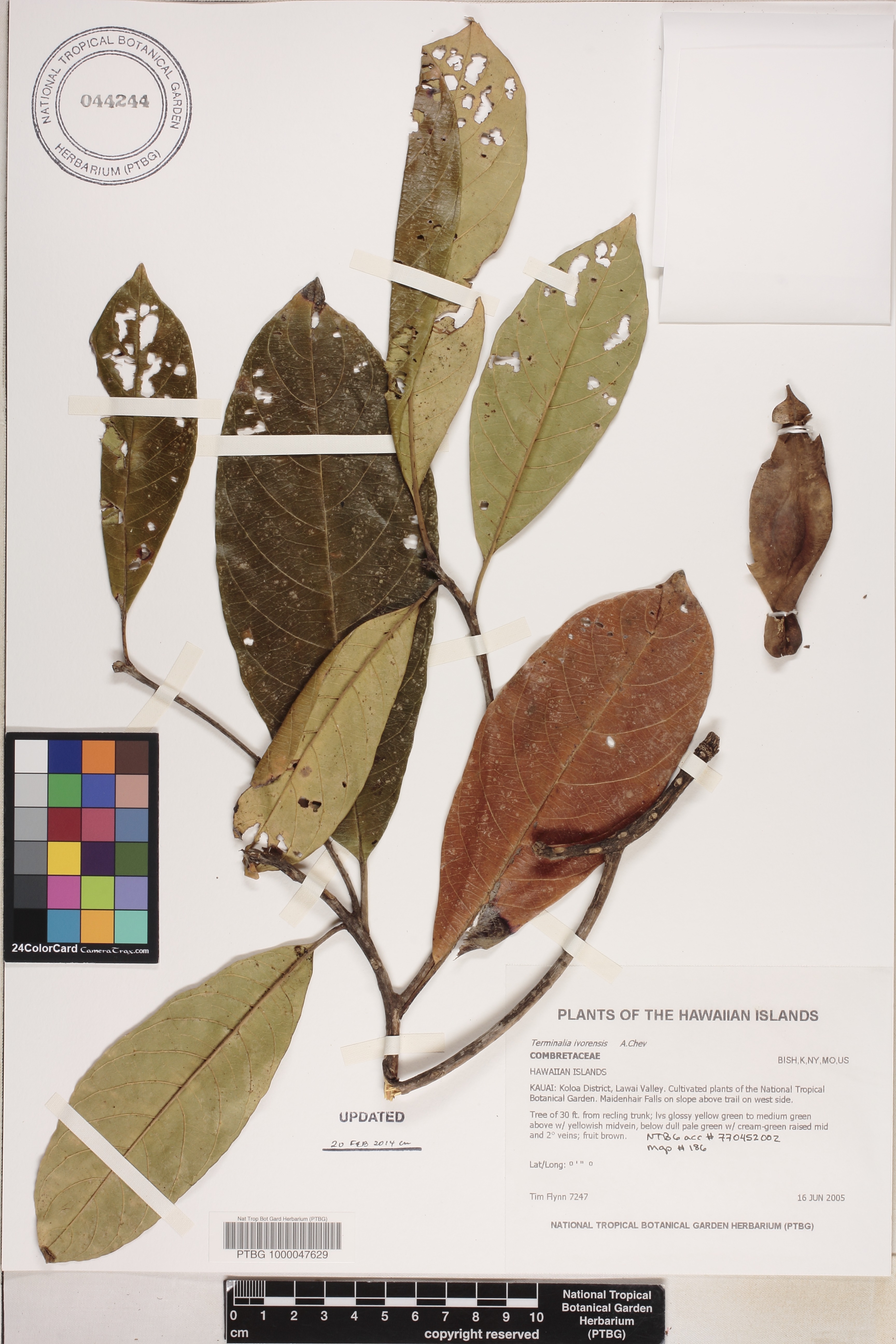 Terminalia ivorensis image