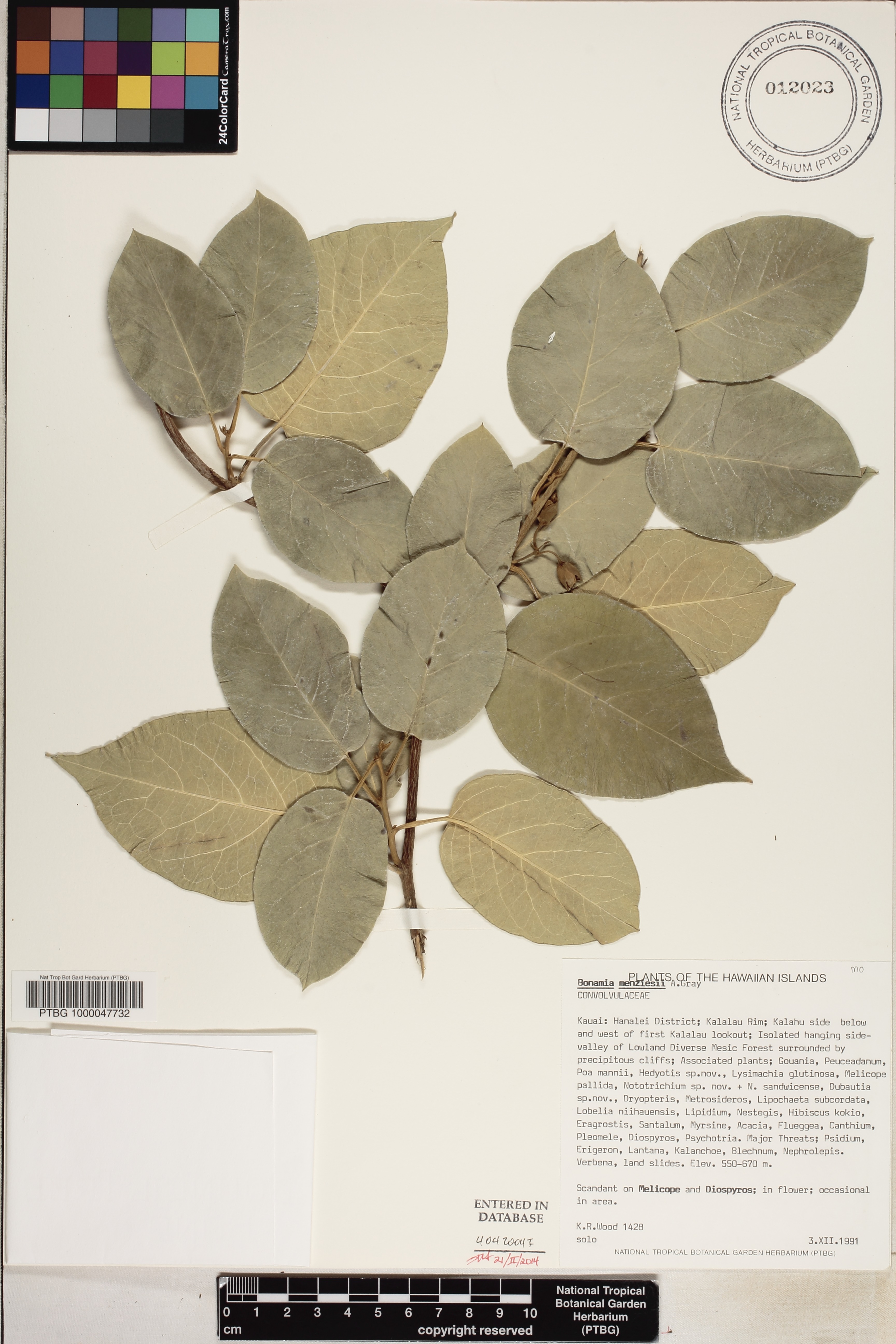 Bonamia image