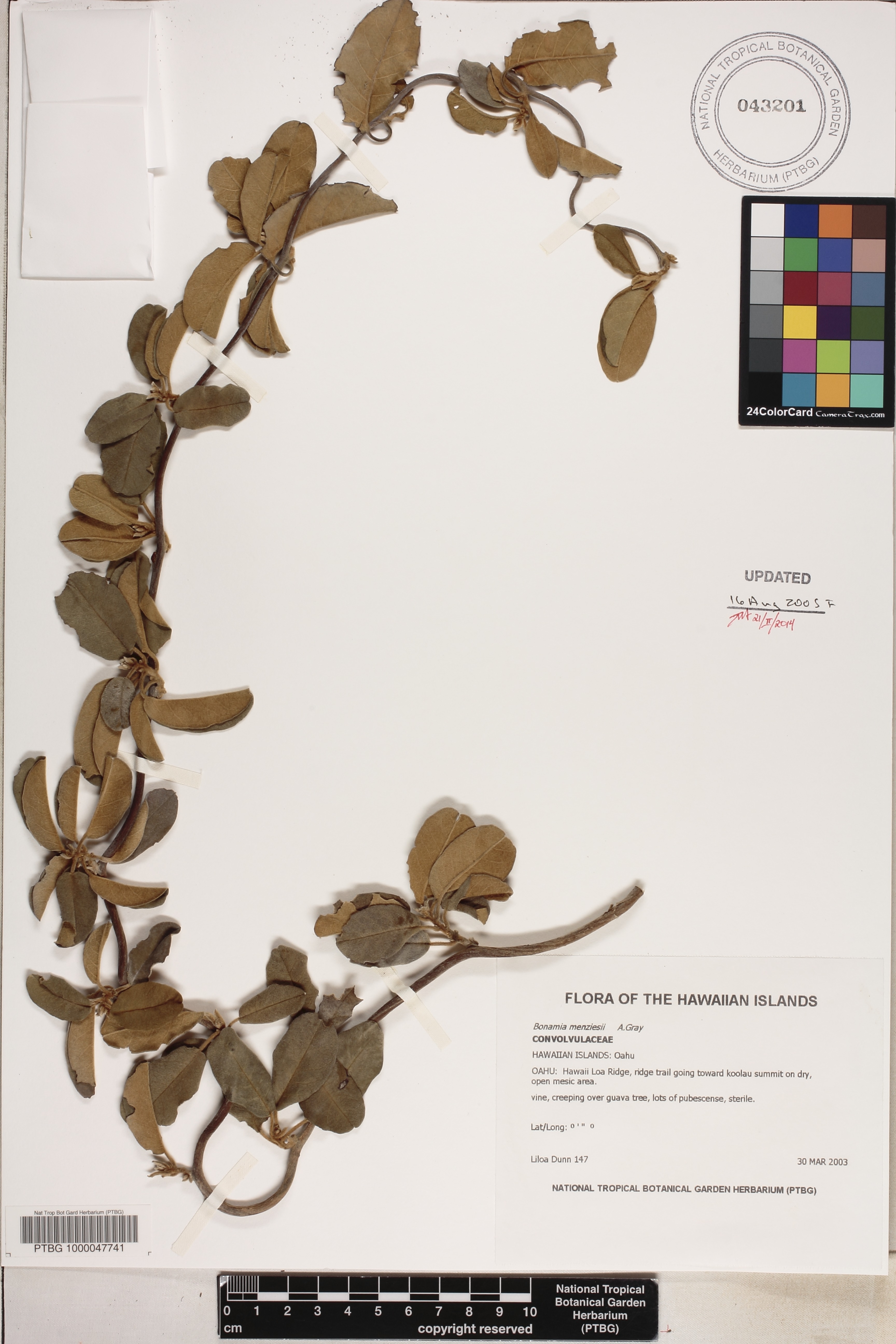 Bonamia menziesii image
