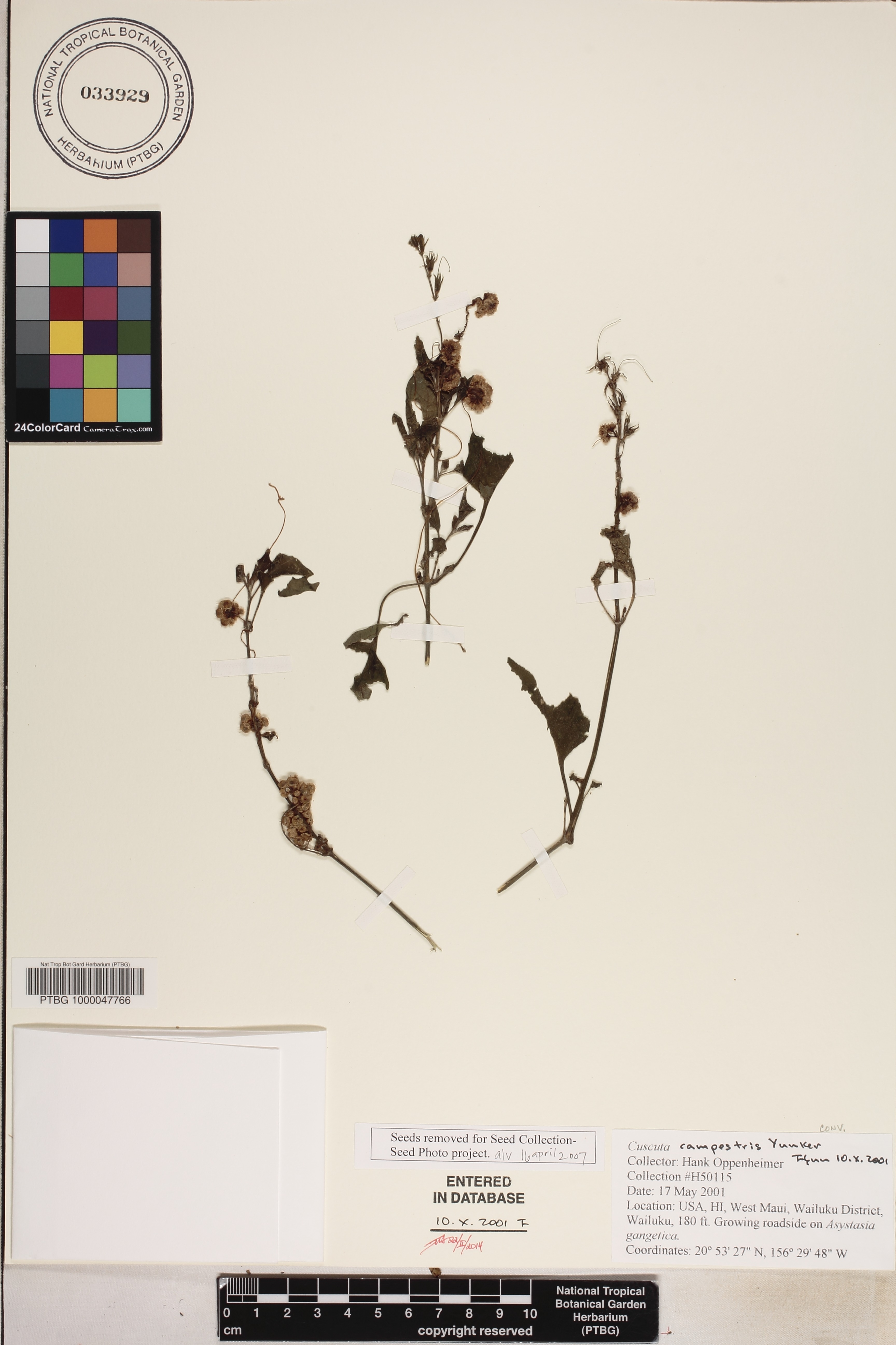 Cuscuta campestris image