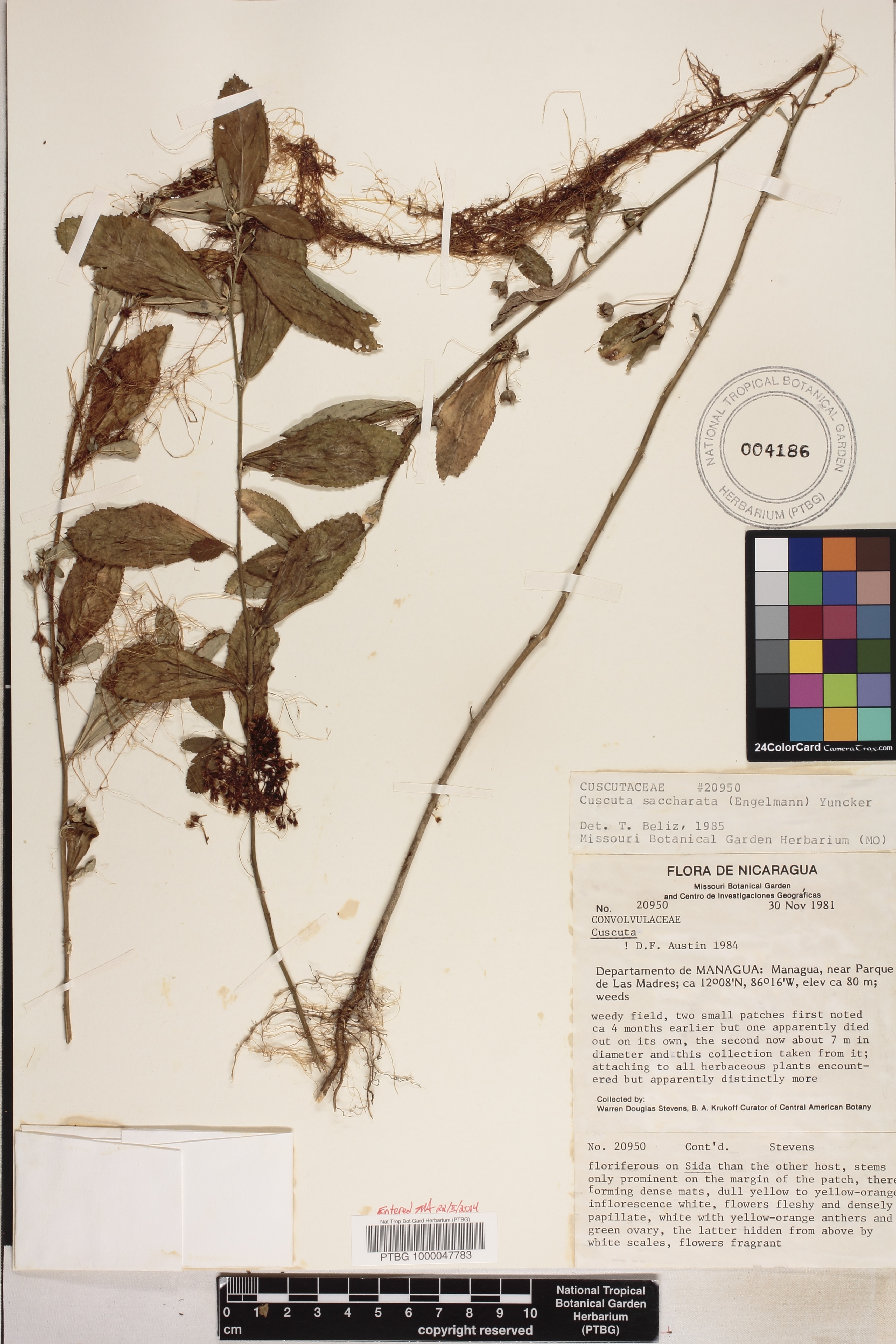 Cuscuta sidarum image