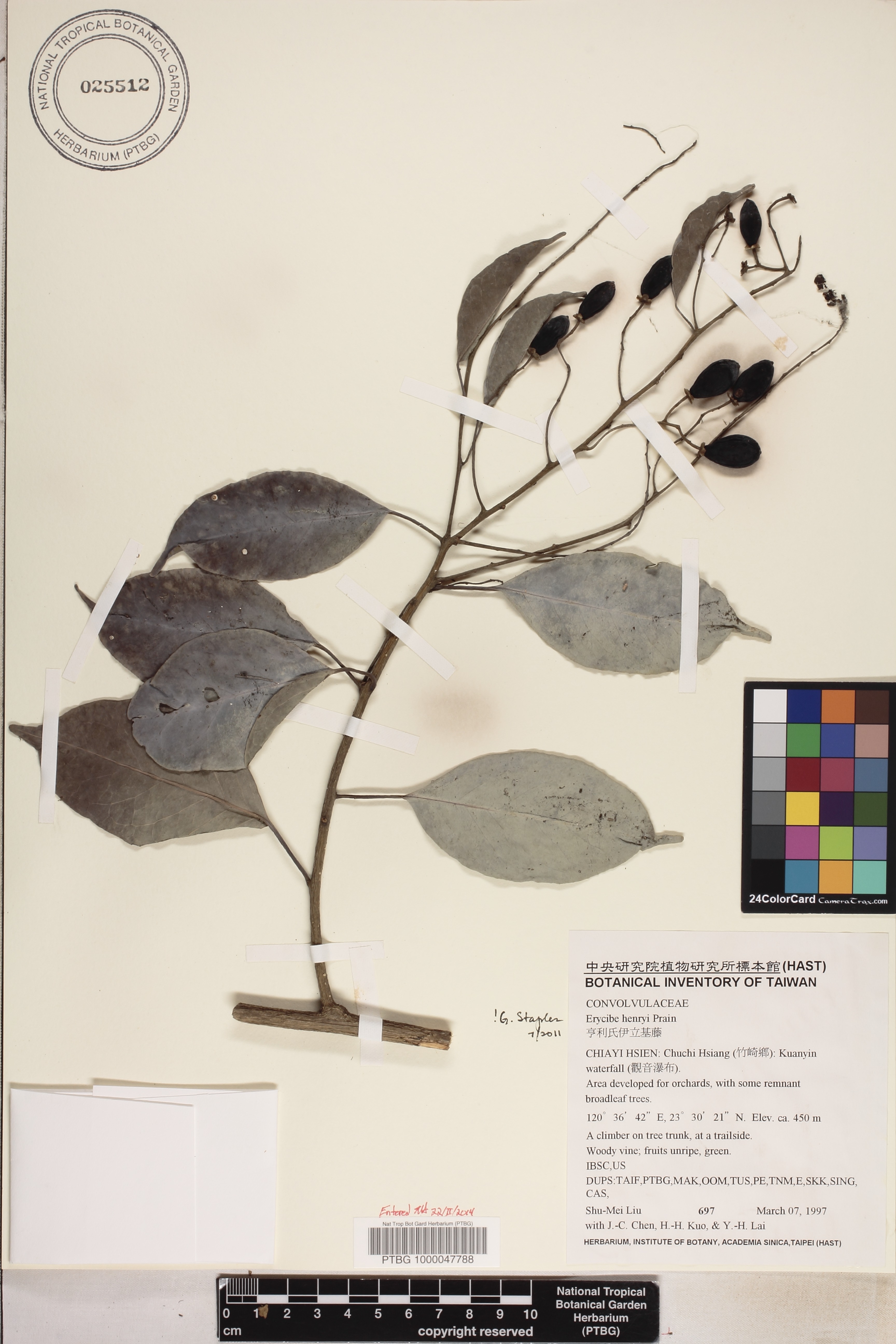 Erycibe image