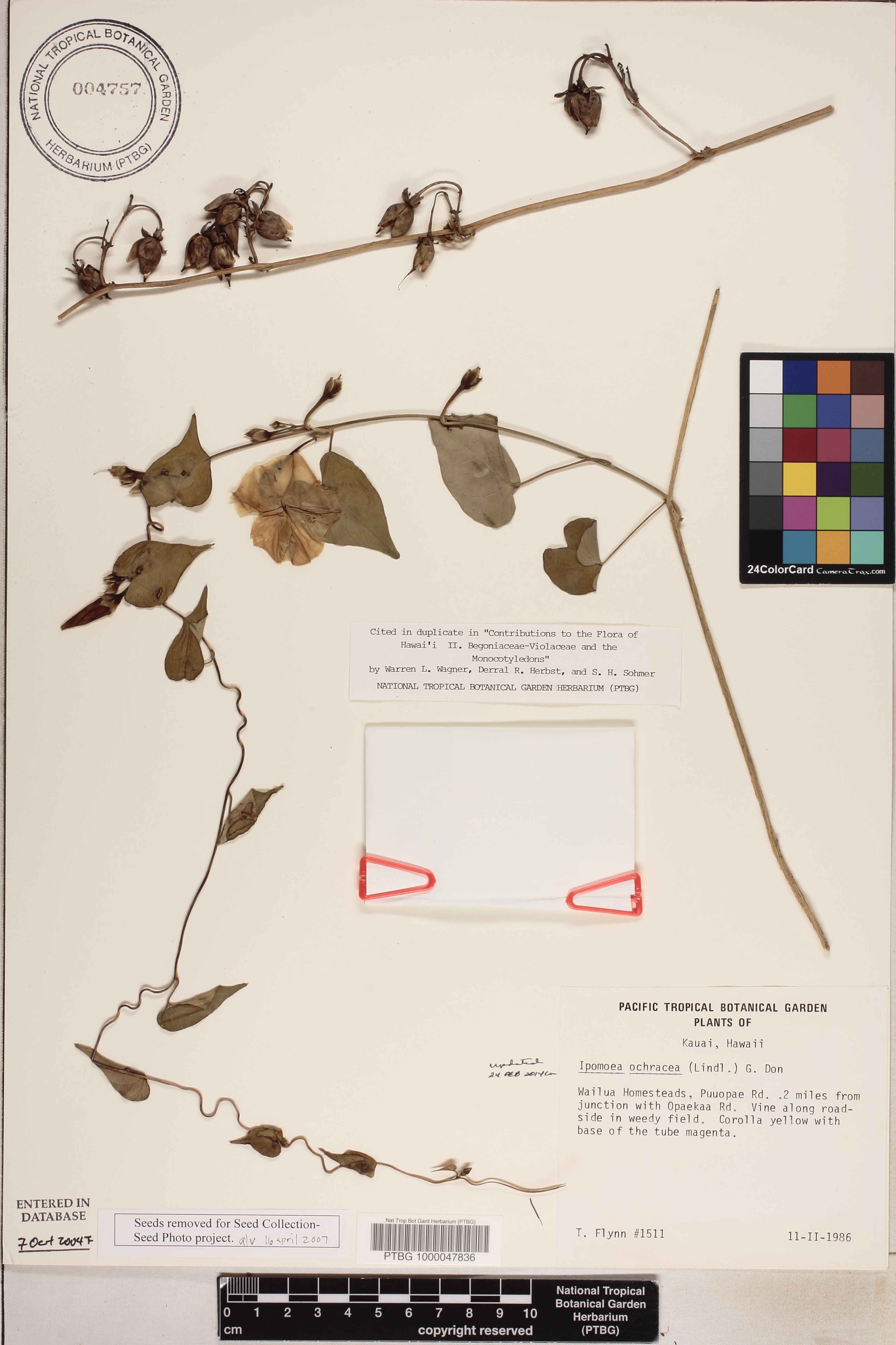 Ipomoea ochracea image