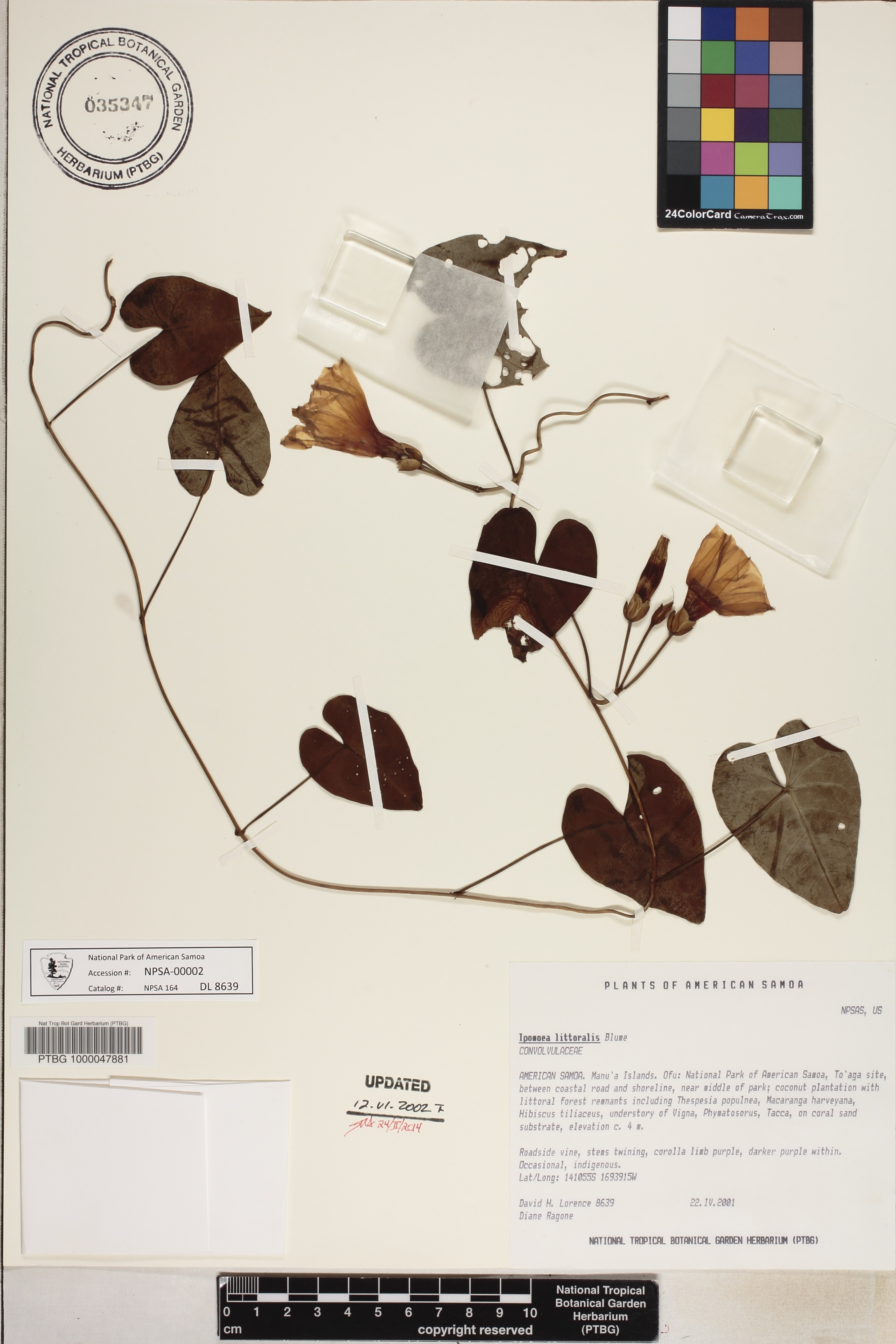 Ipomoea littoralis image