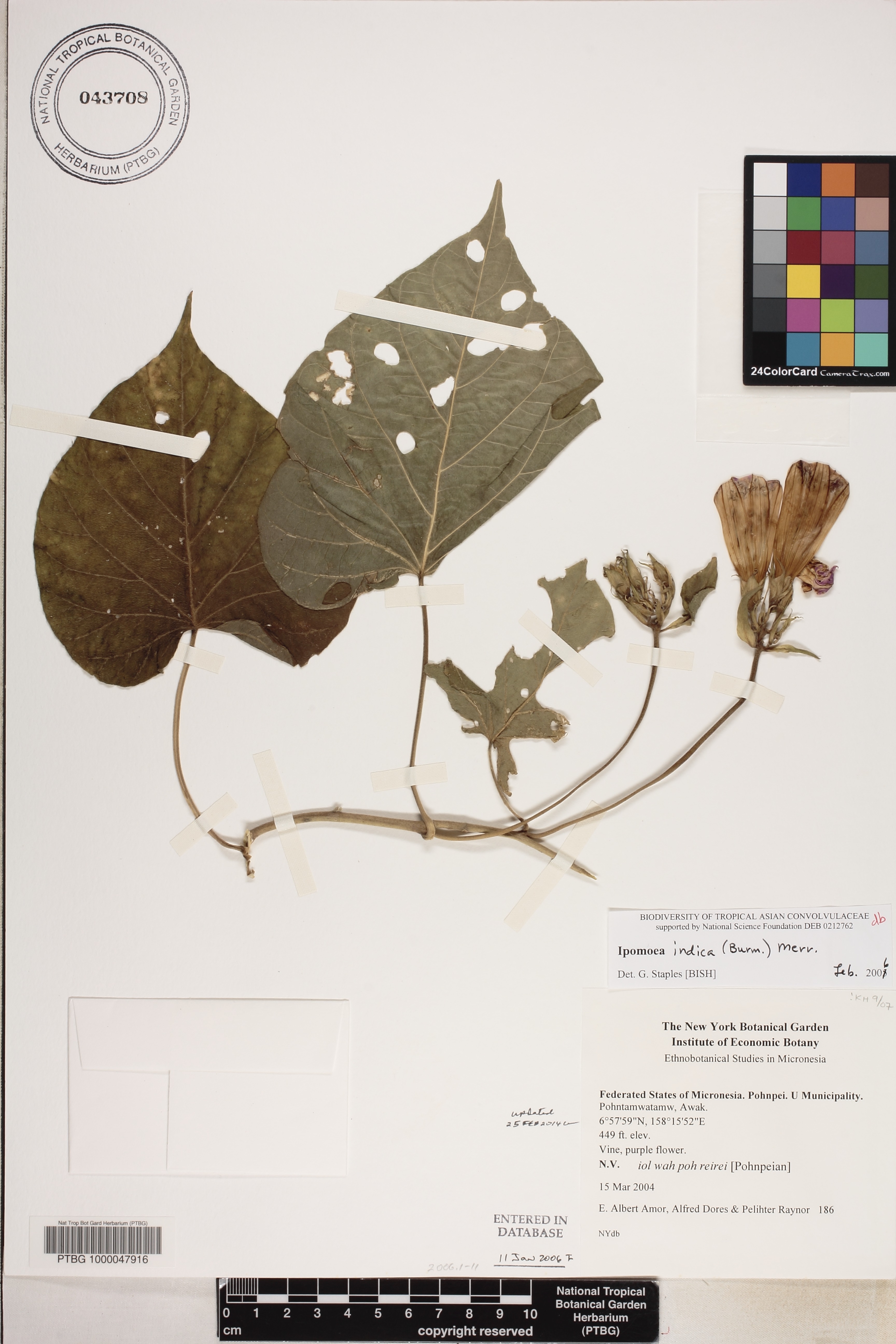 Ipomoea indica image