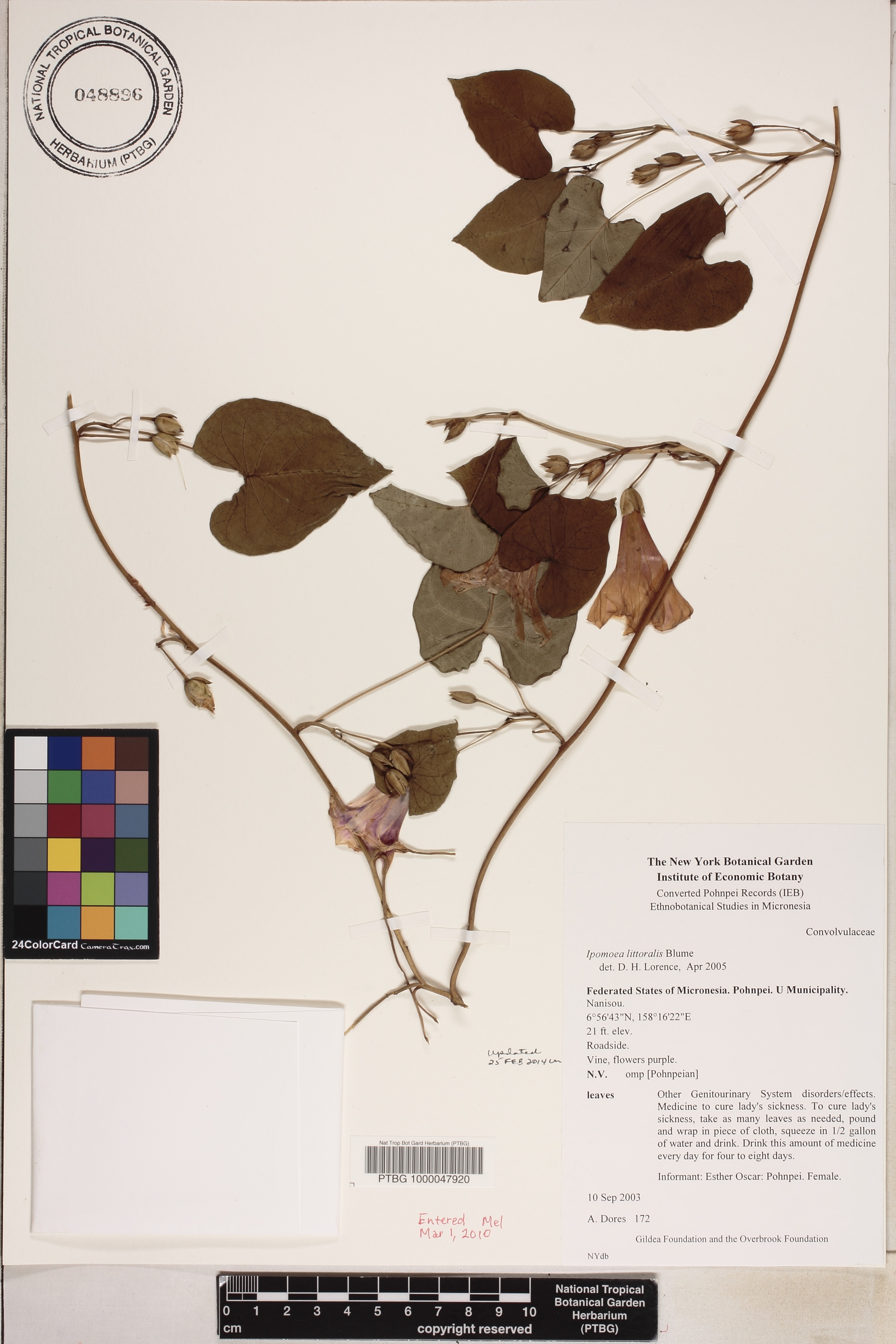 Ipomoea littoralis image