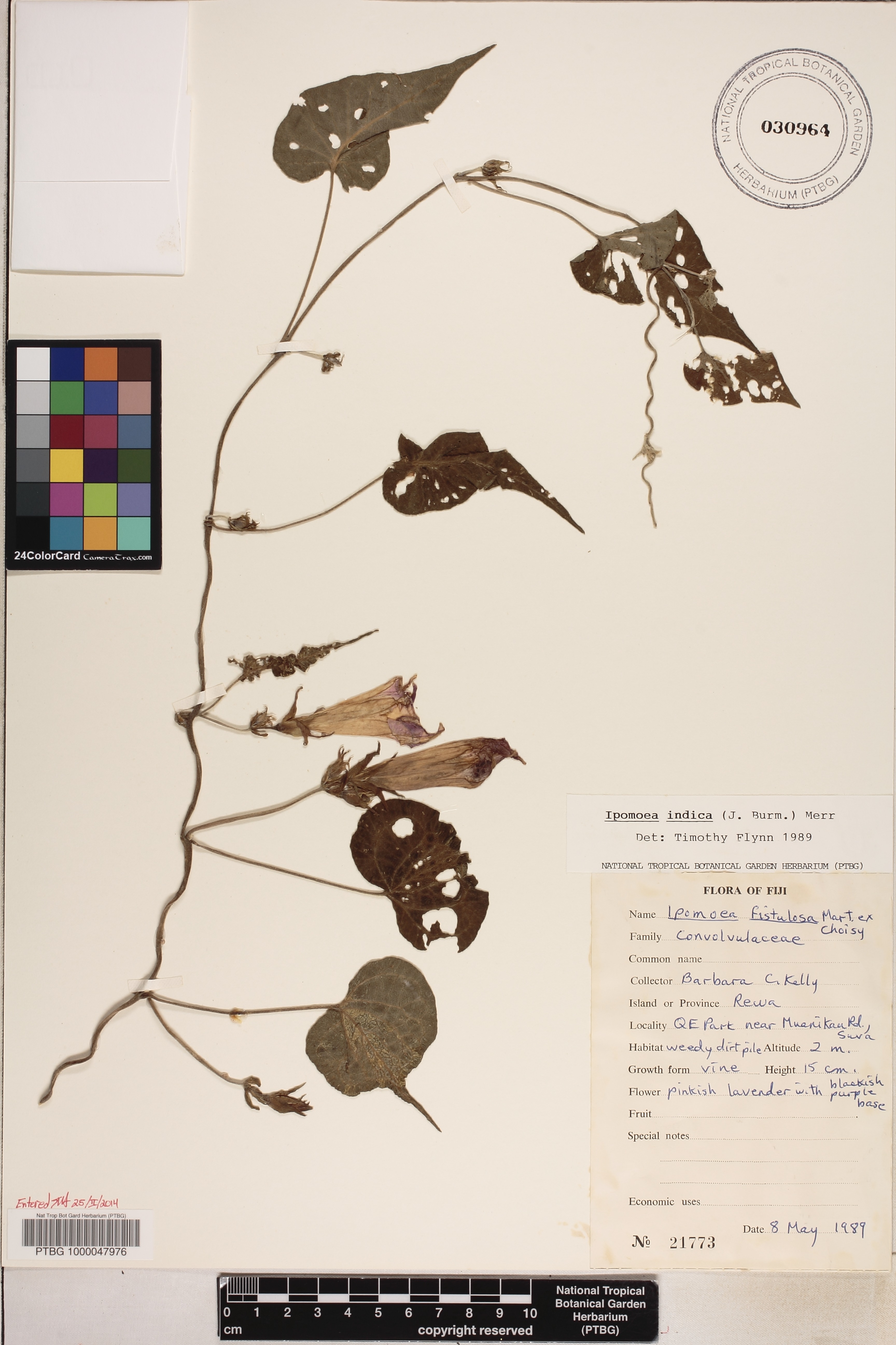 Ipomoea indica image