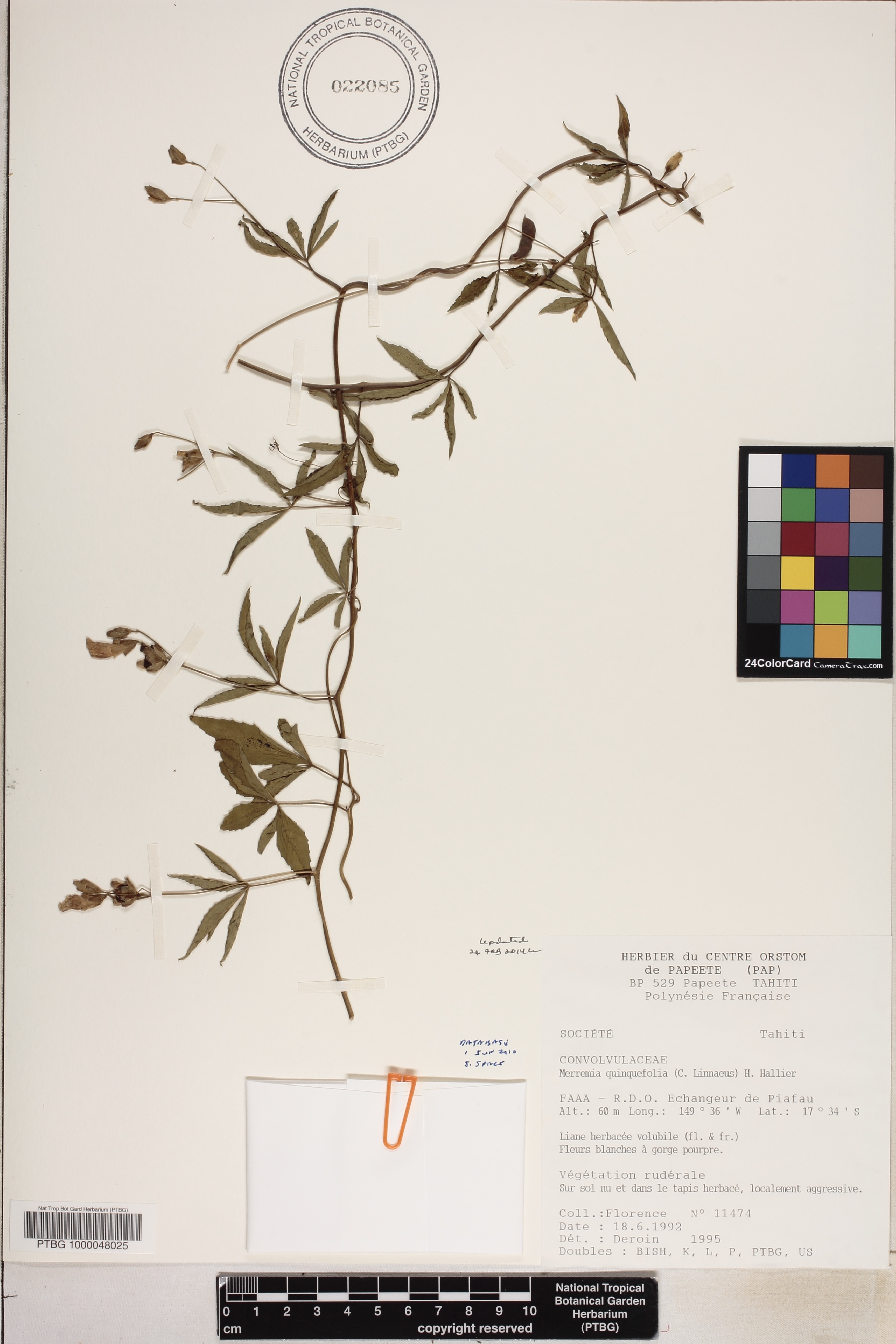 Merremia quinquefolia image