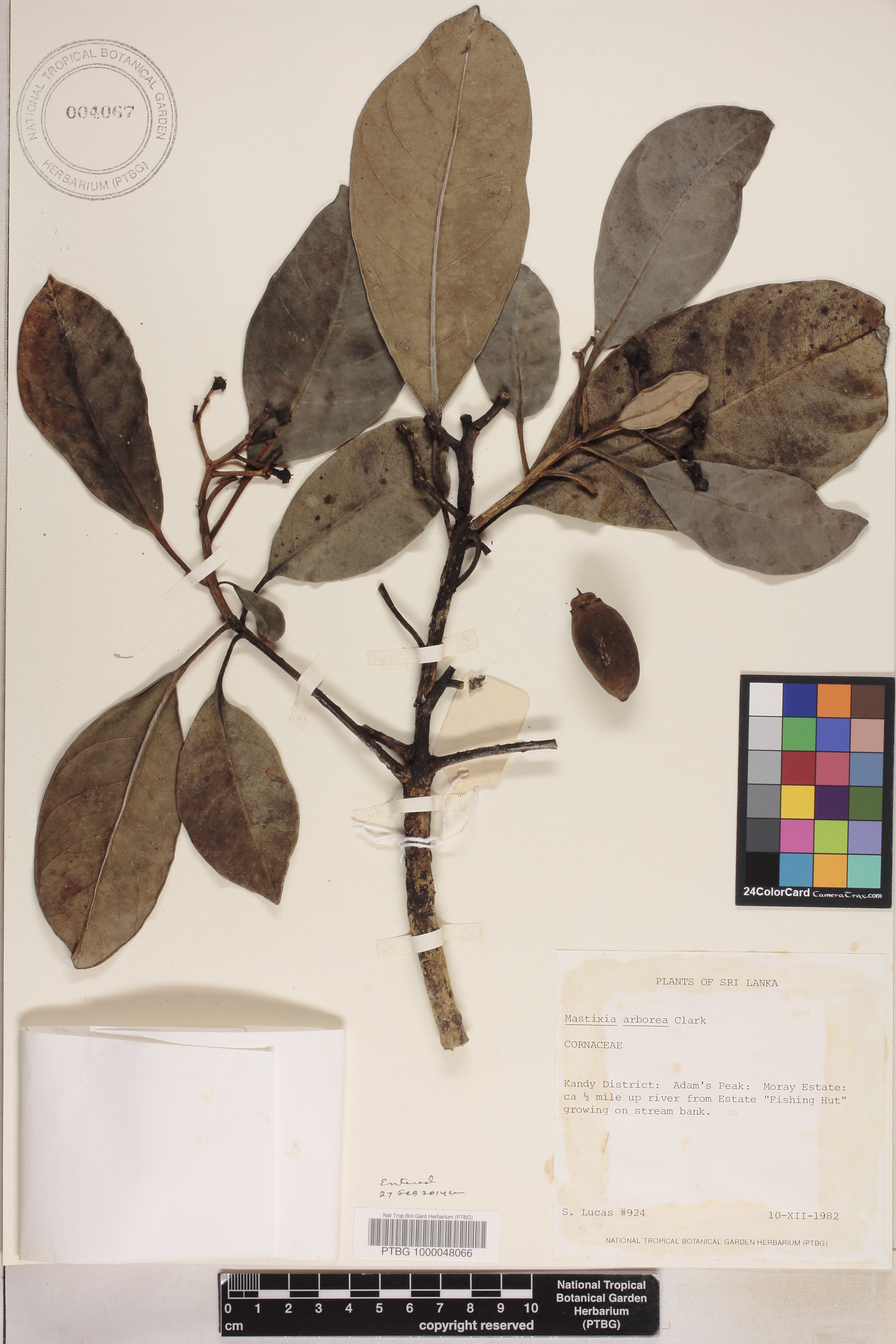 Mastixia arborea image