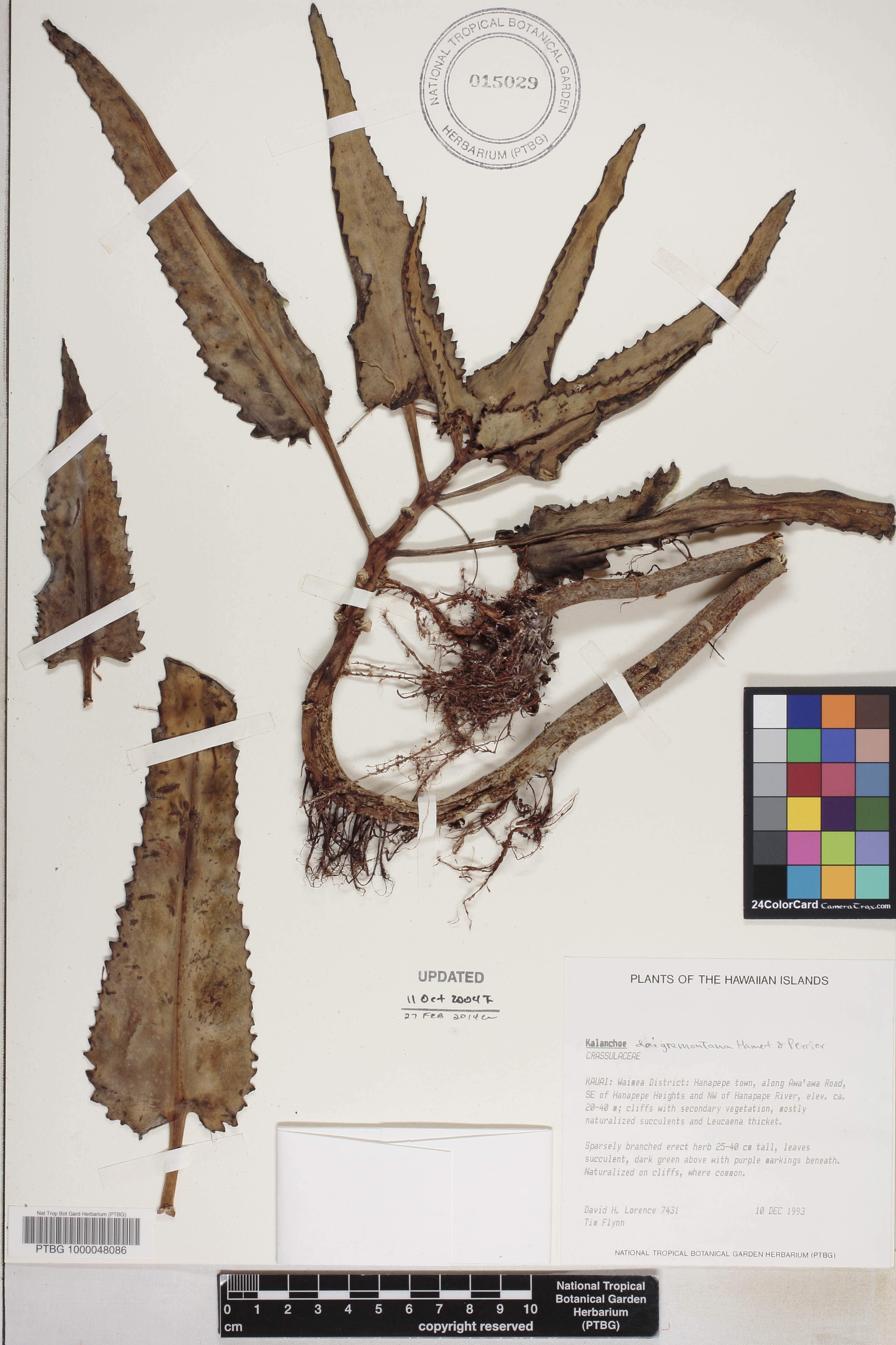 Kalanchoe daigremontiana image