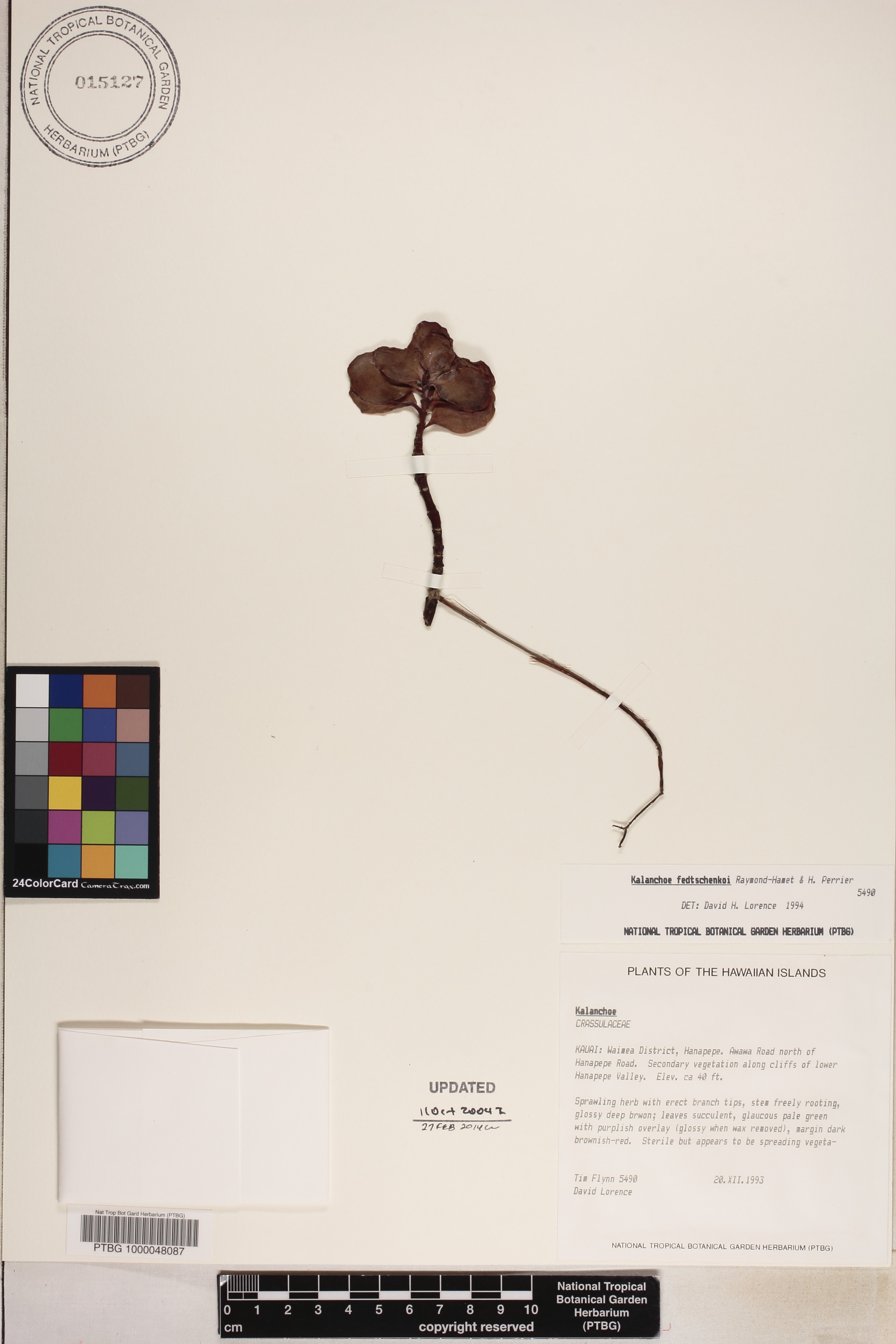 Kalanchoe fedtschenkoi image