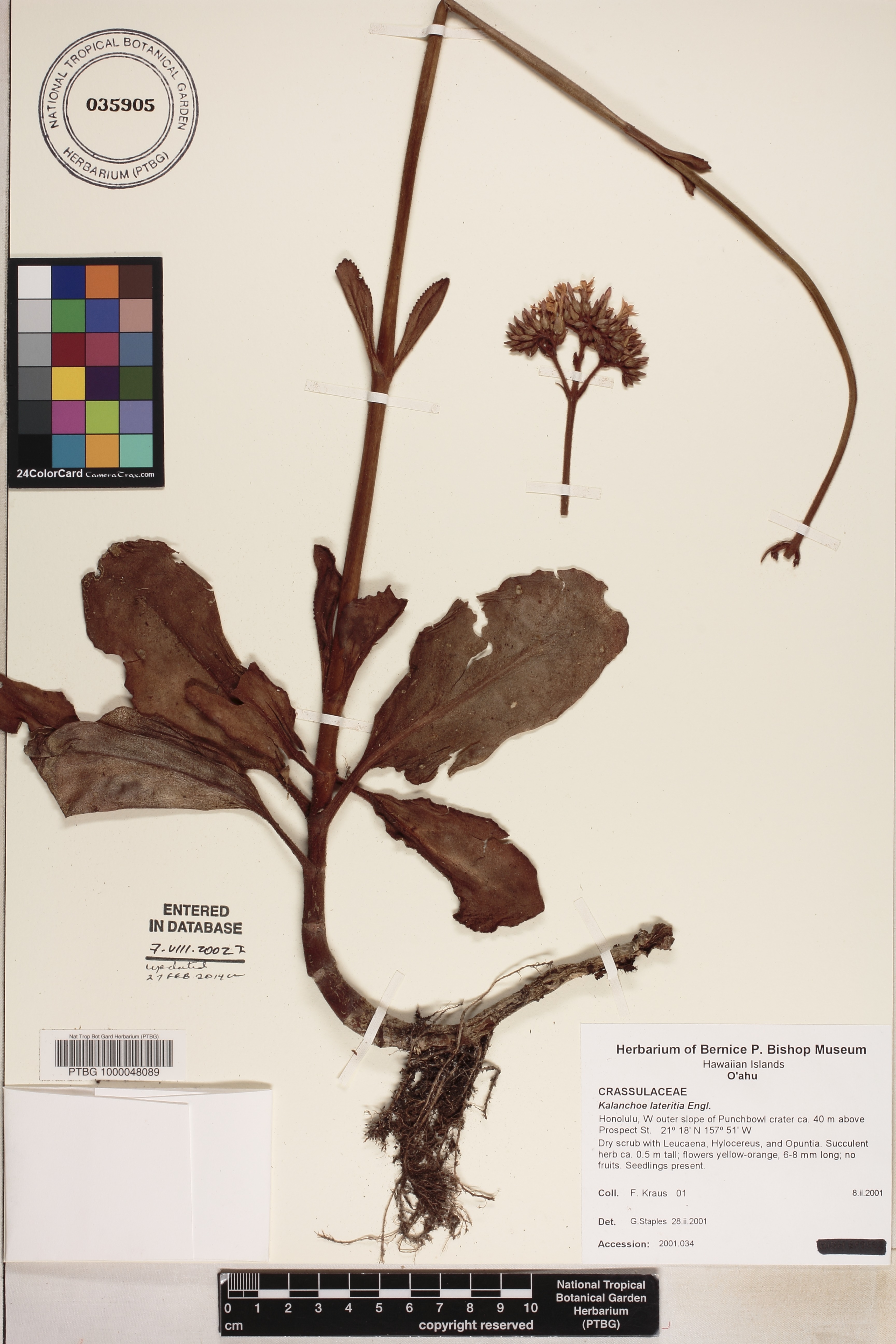Kalanchoe lateritia image