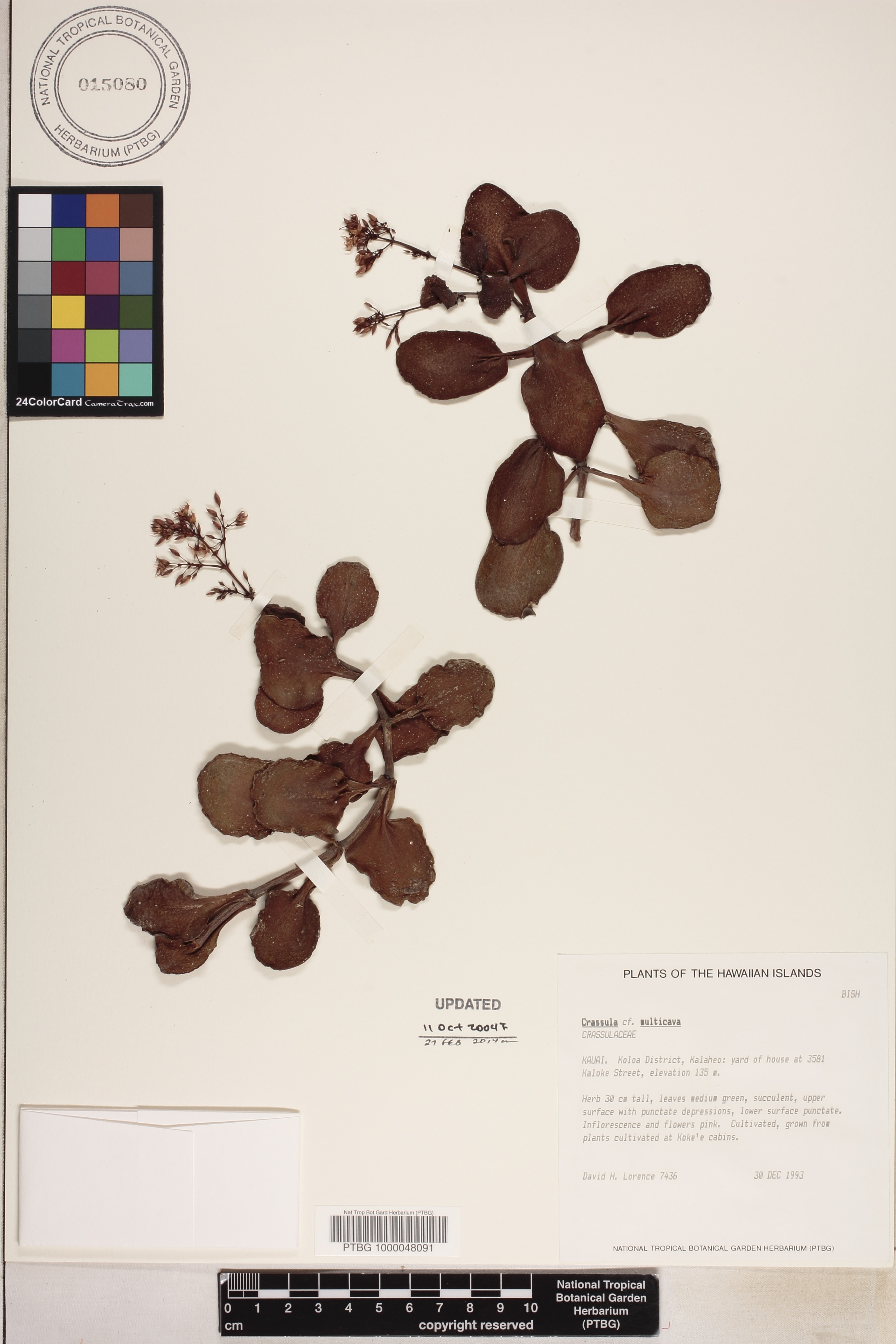 Crassula multicava image