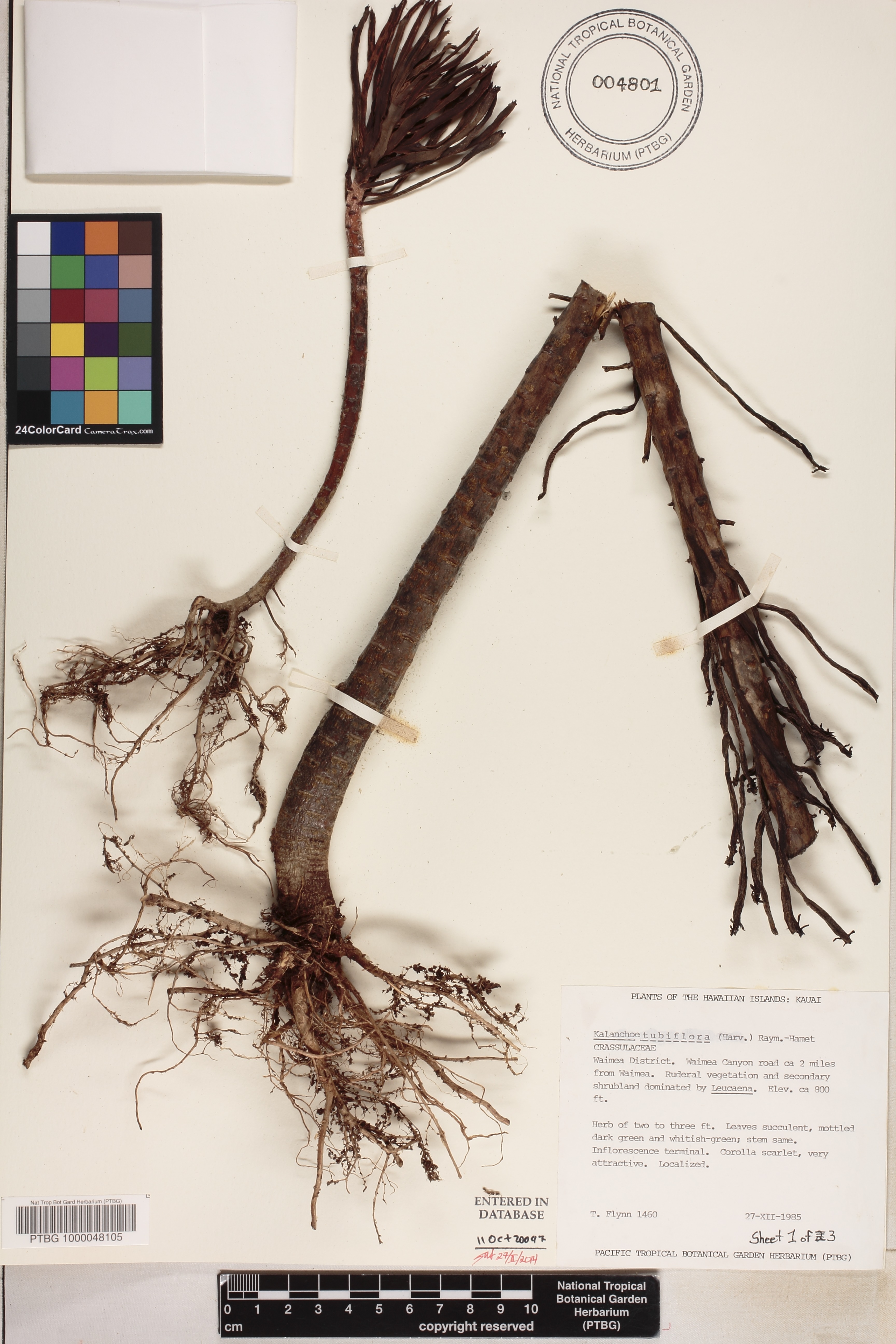 Kalanchoe tubiflora image