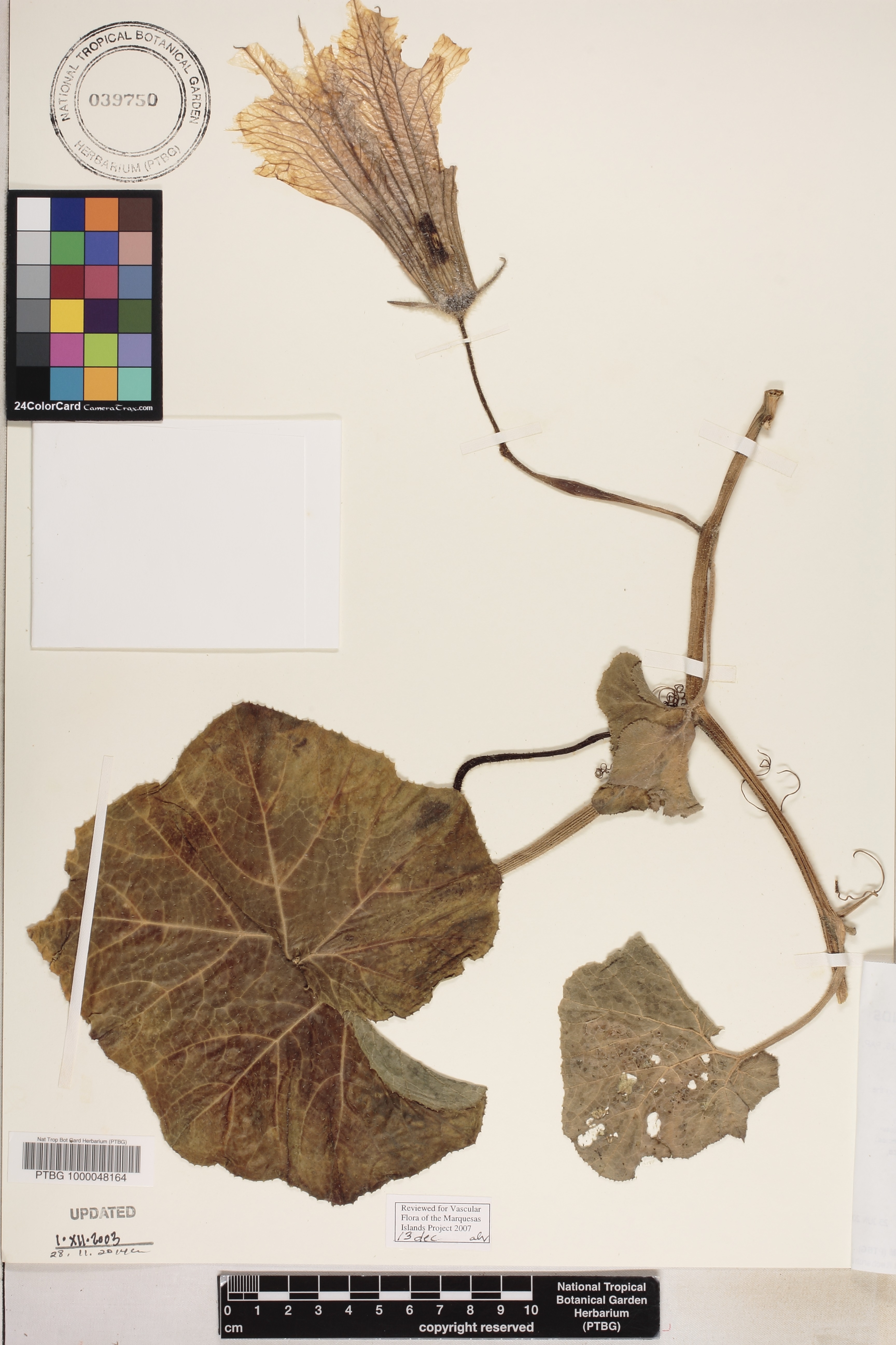 Cucurbita maxima image