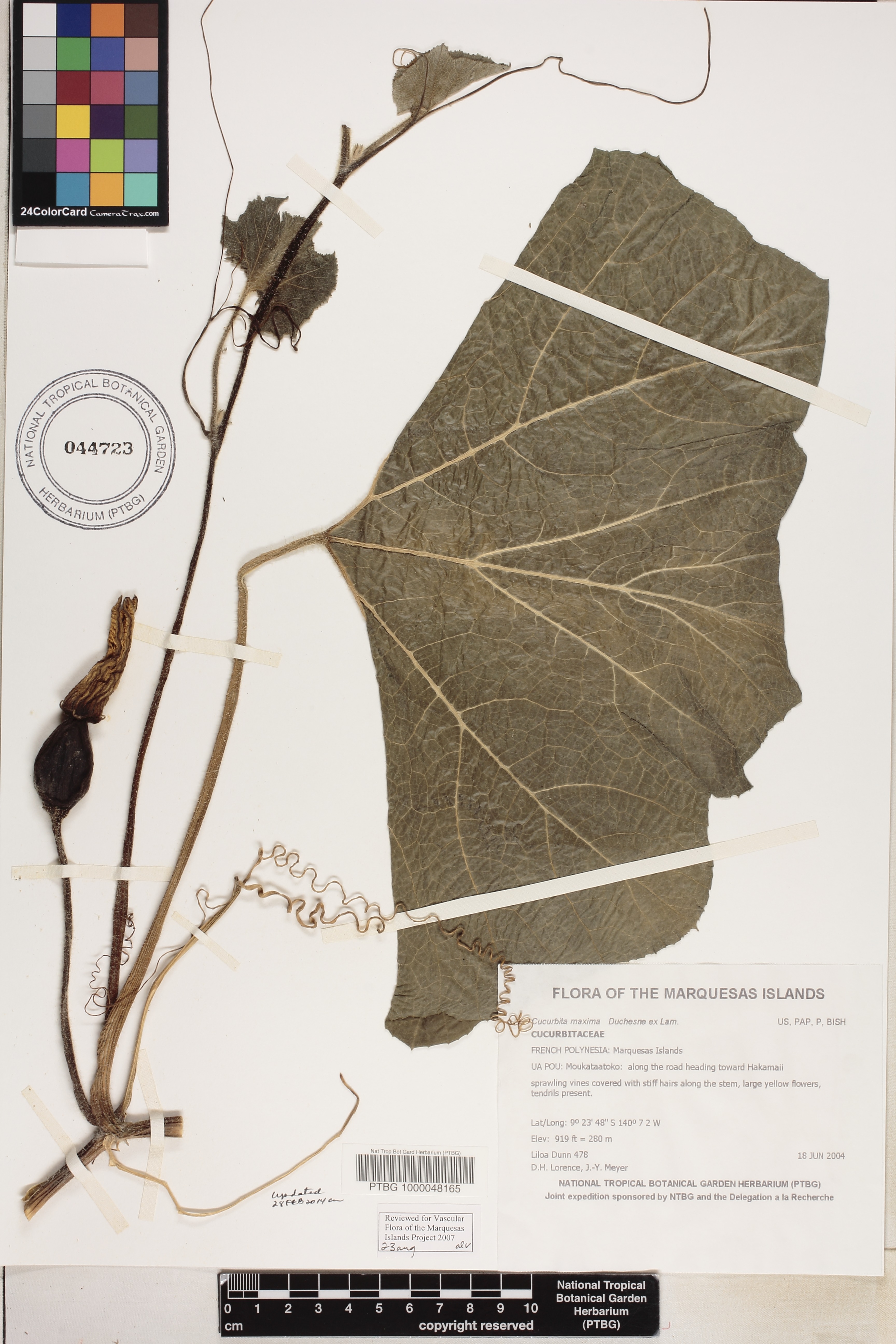 Cucurbita maxima image