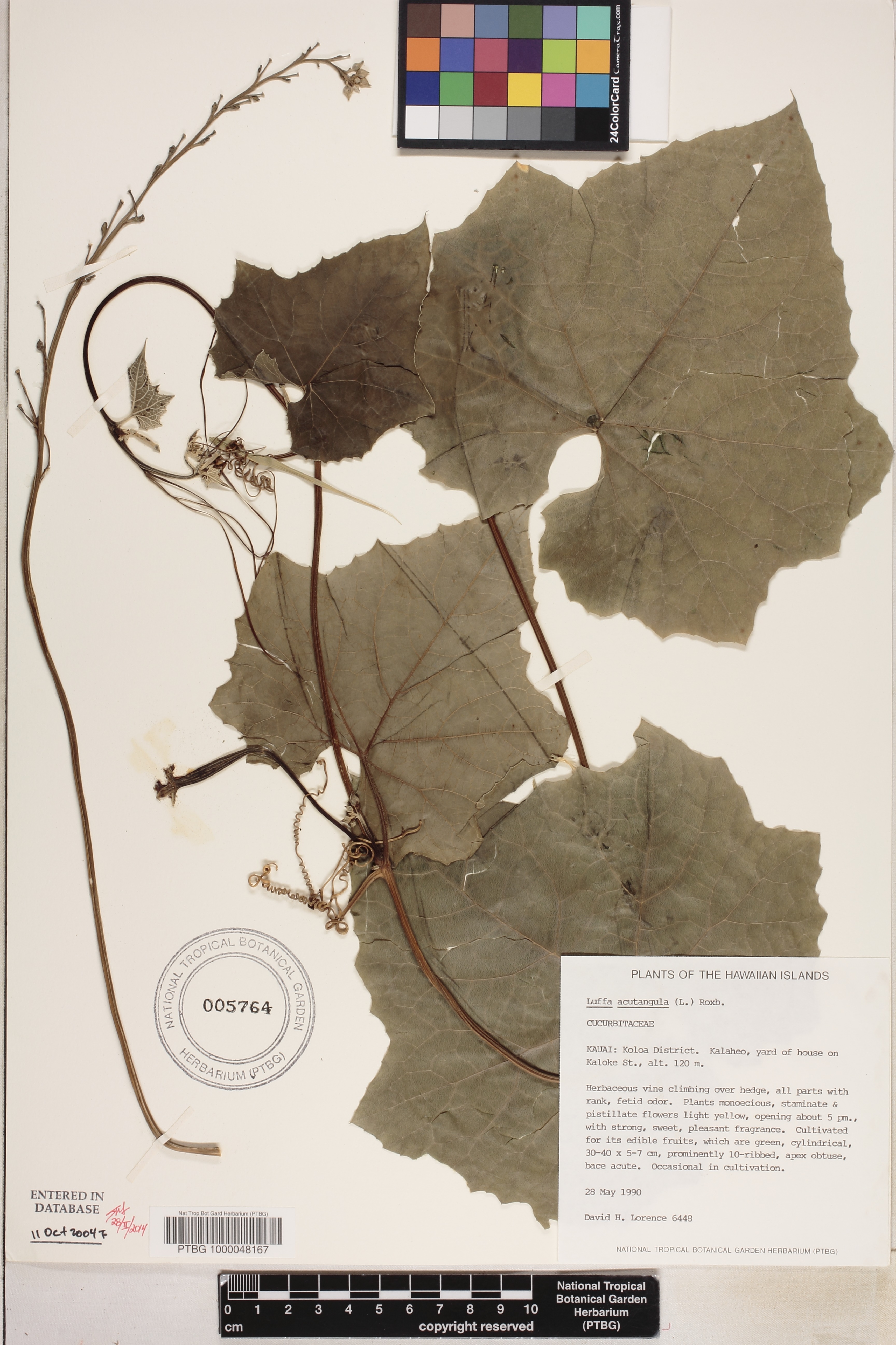Luffa acutangula image