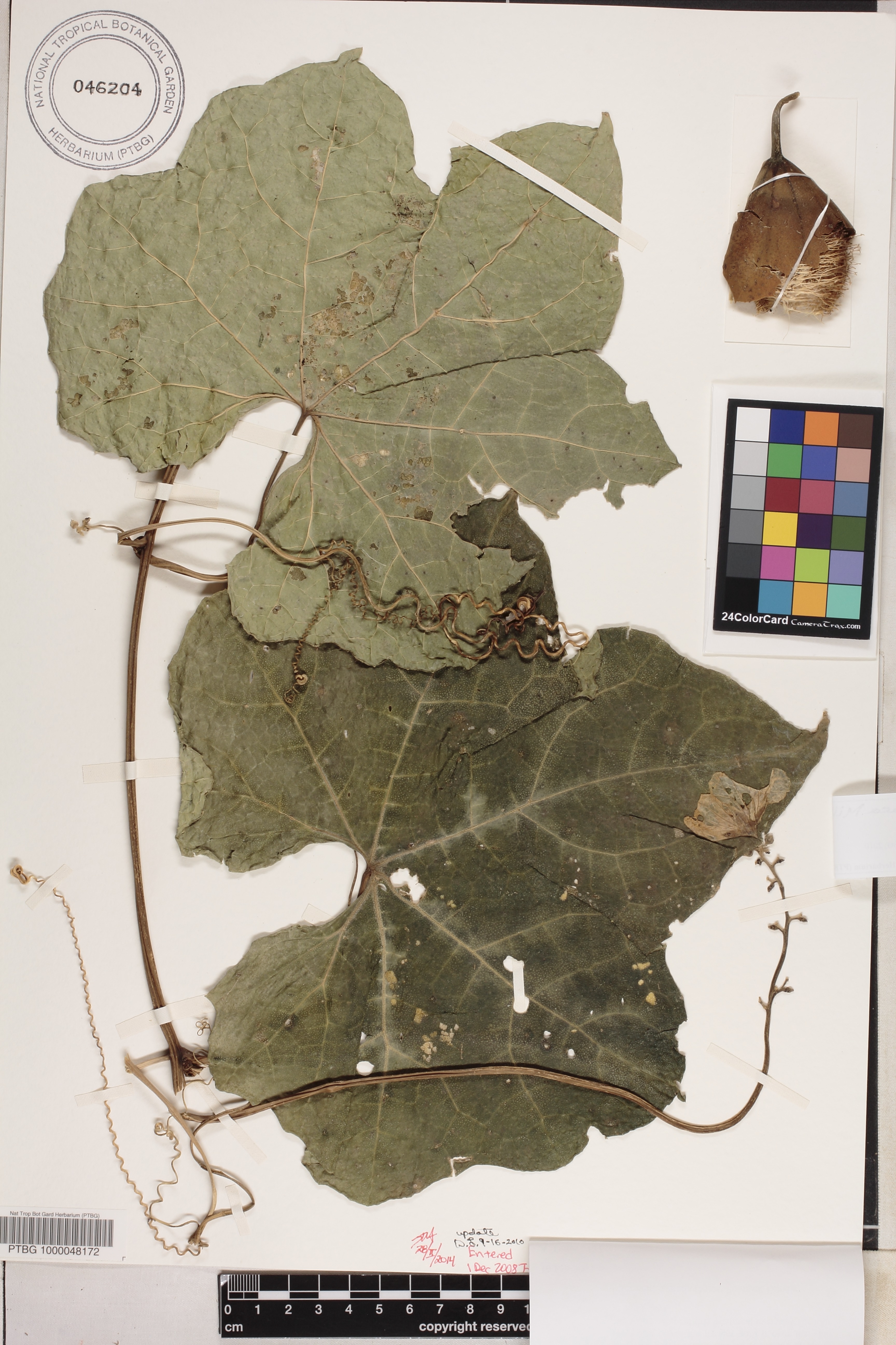 Luffa aegyptiaca image
