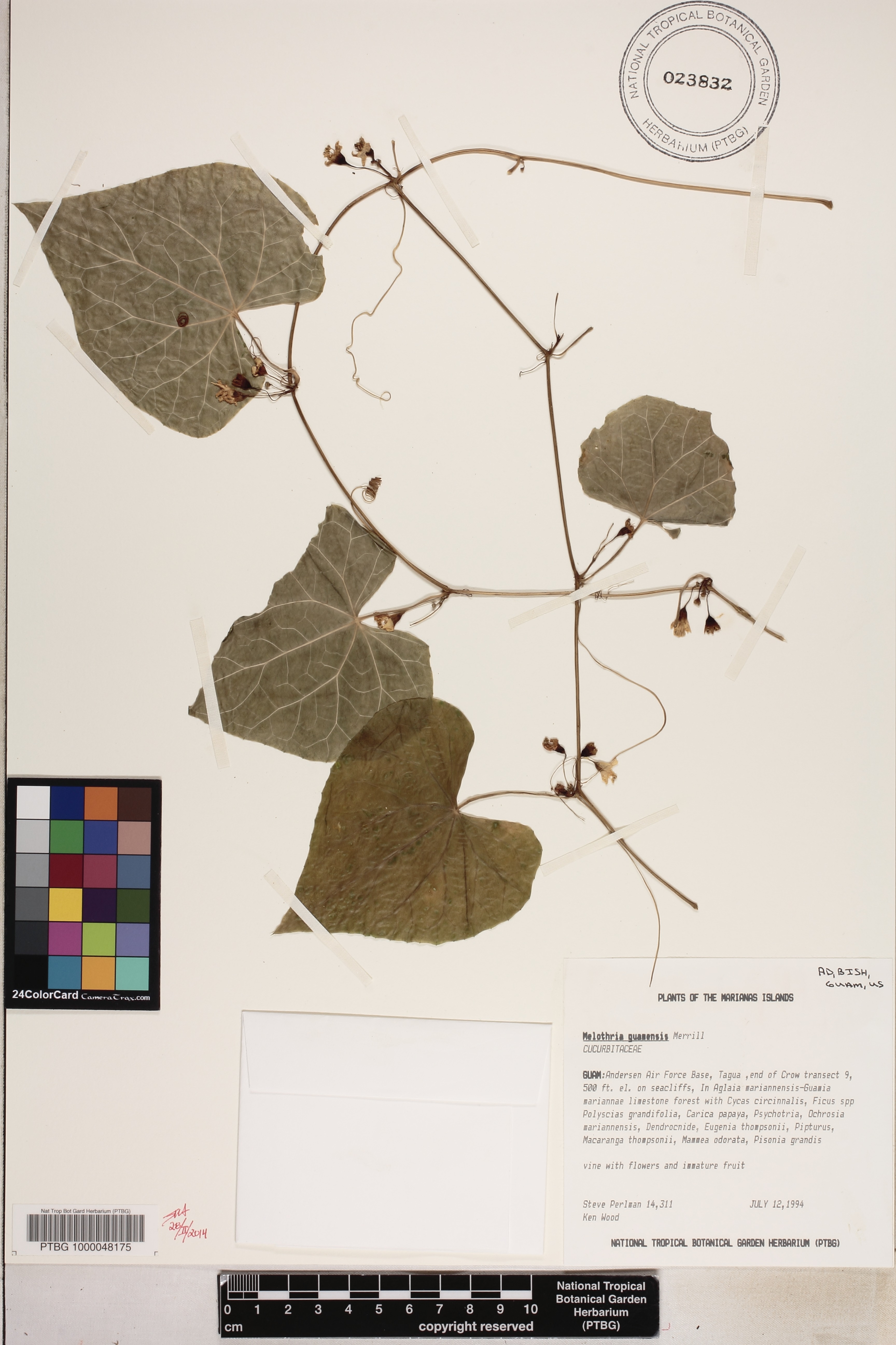 Zehneria guamensis image
