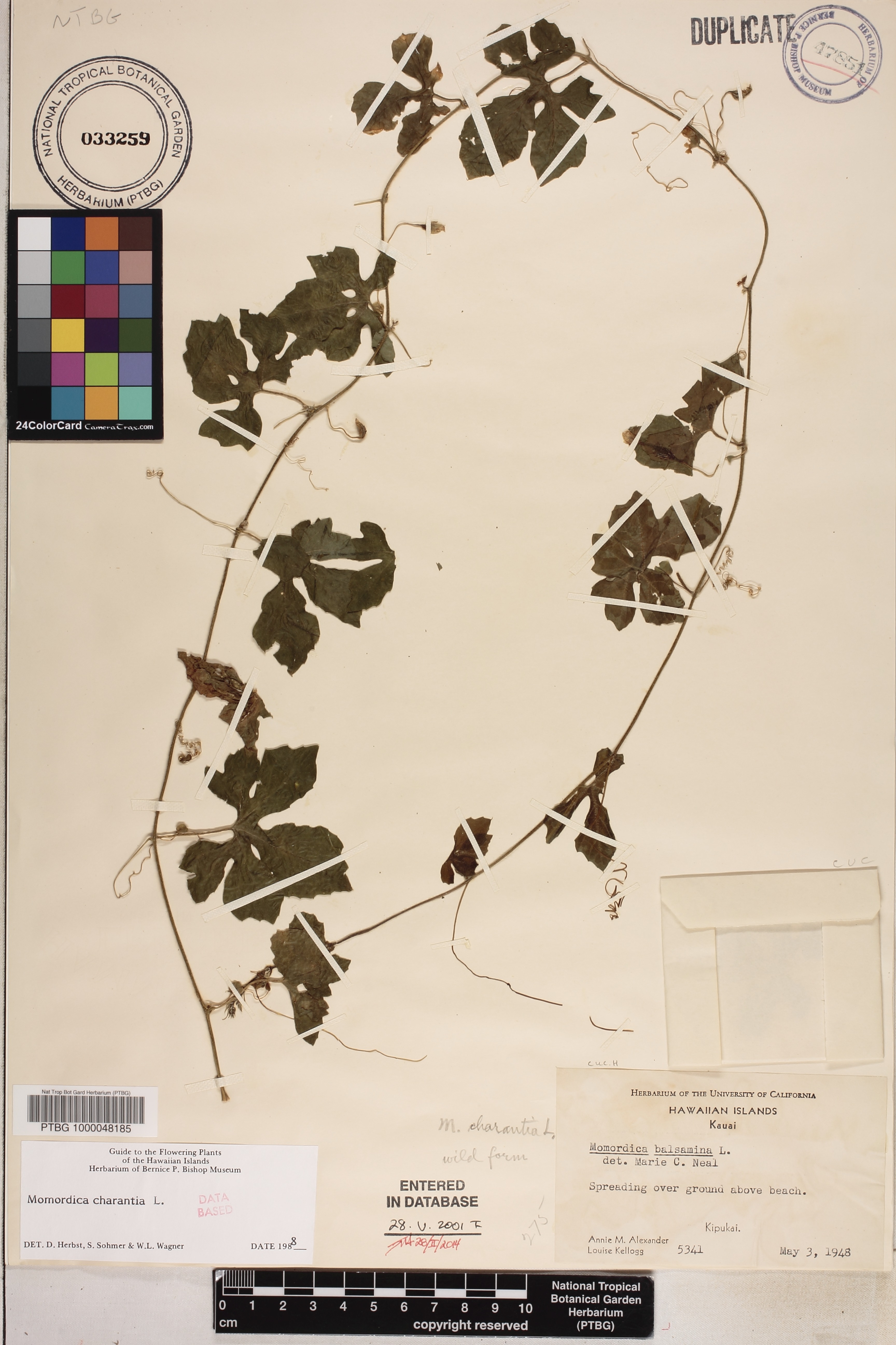 Momordica balsamina image