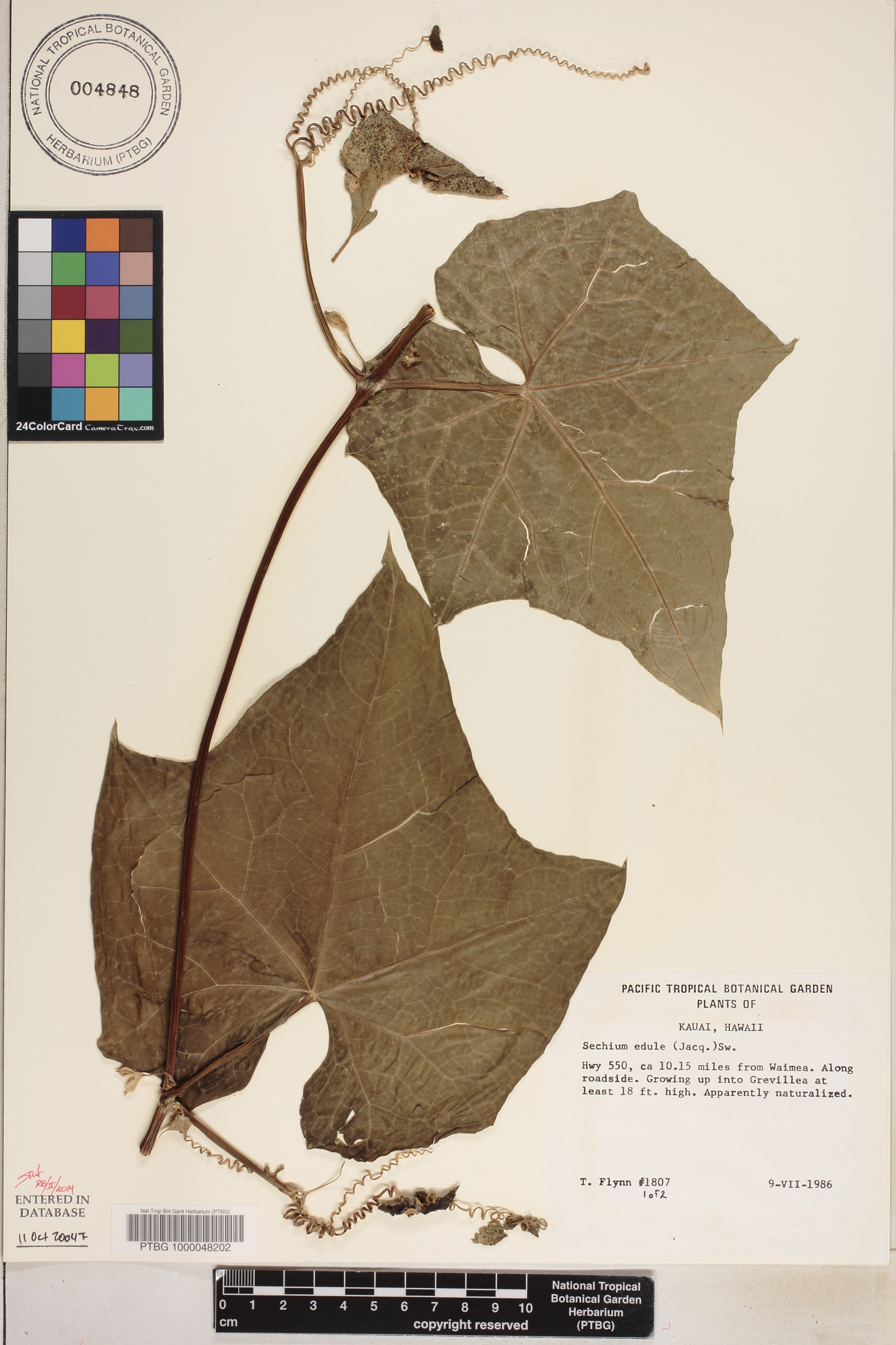 Sechium edule image