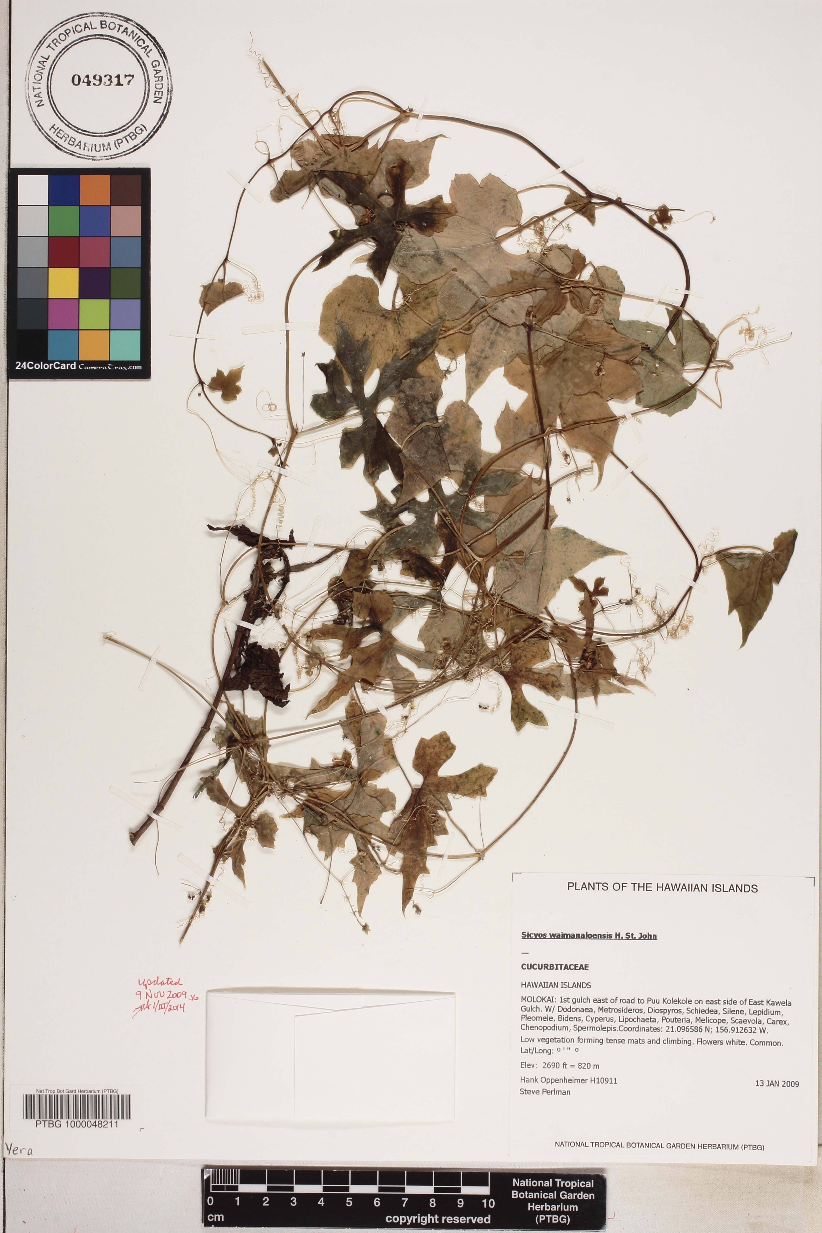 Sicyos waimanaloensis image