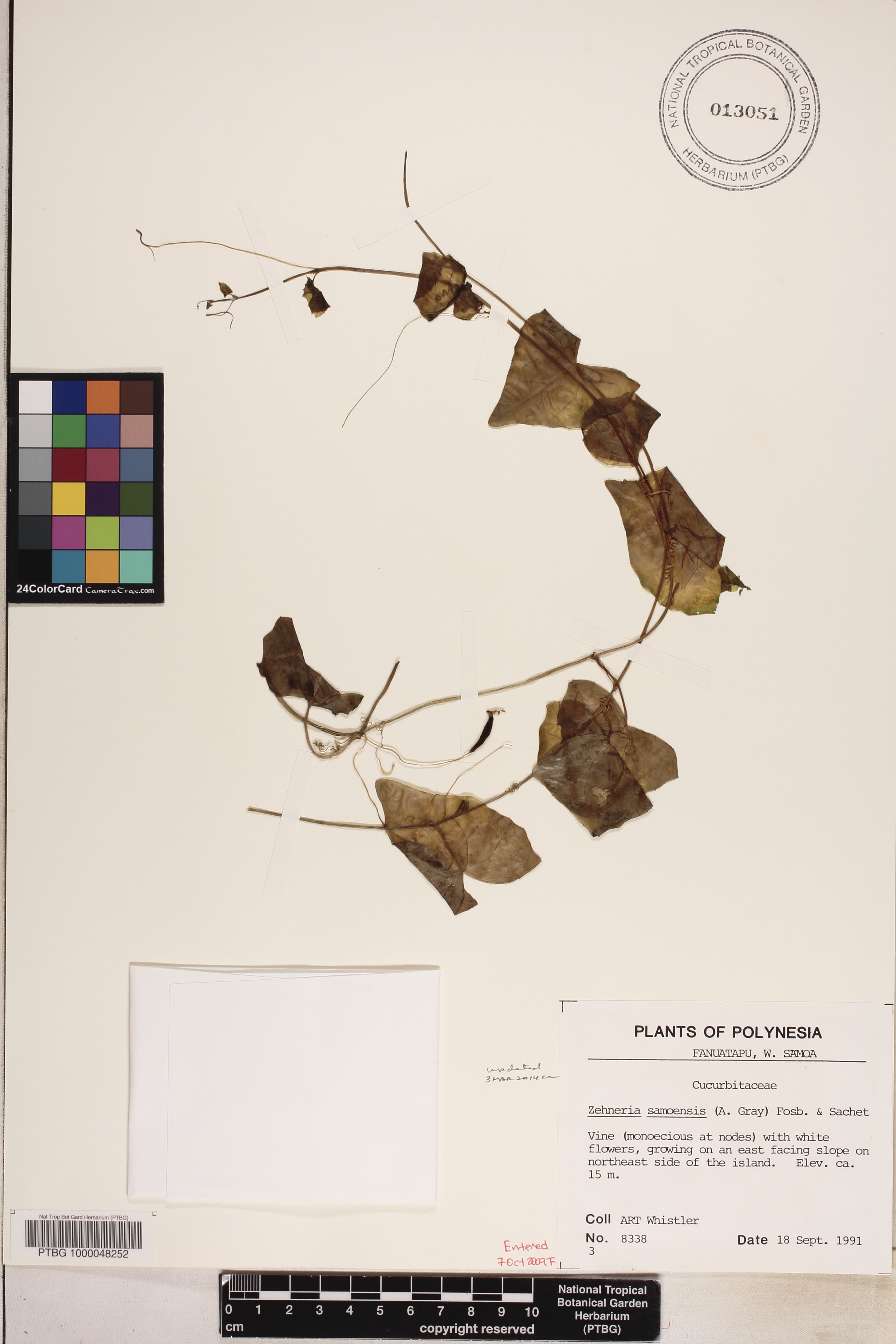 Zehneria samoensis image