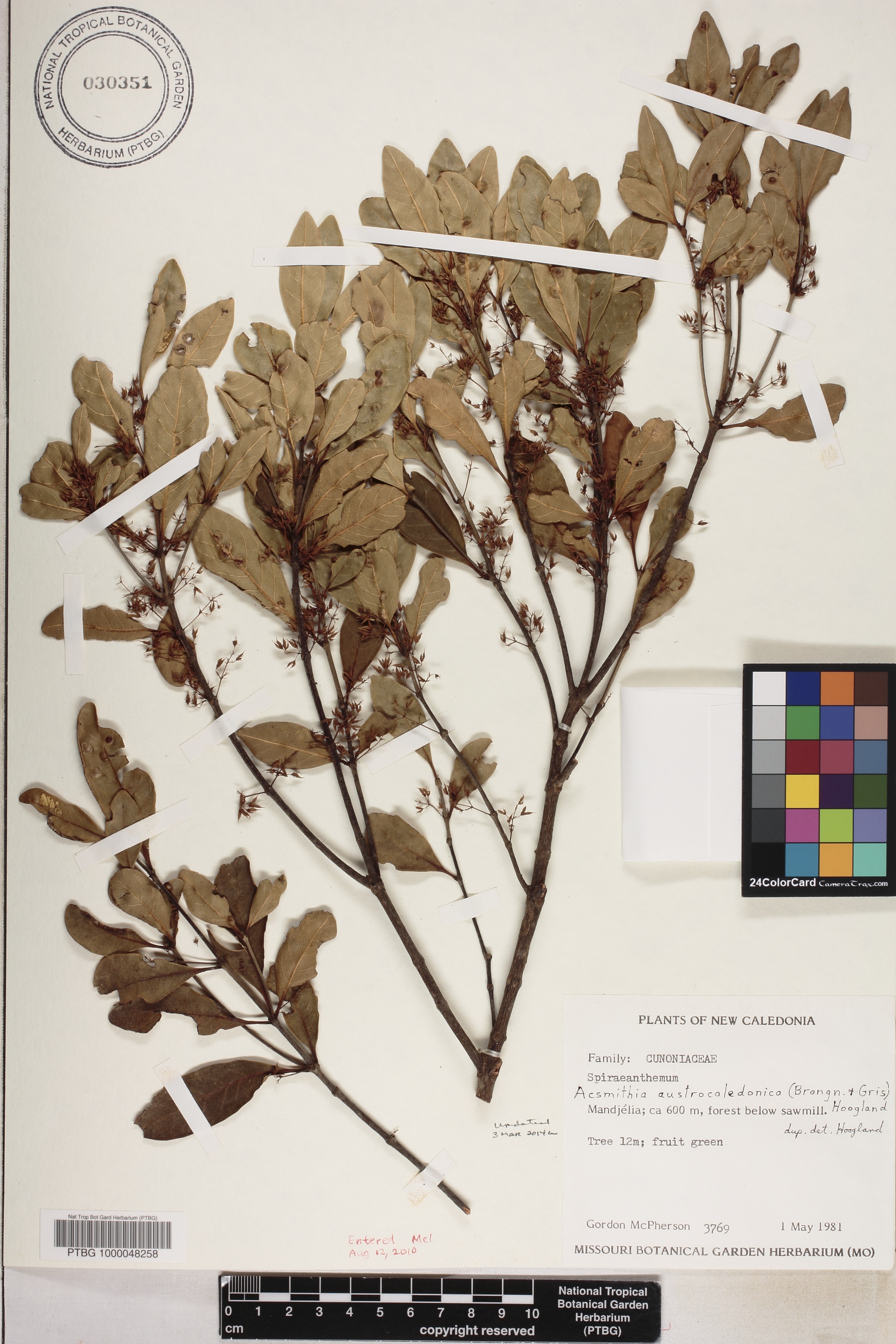 Spiraeanthemum densiflorum image