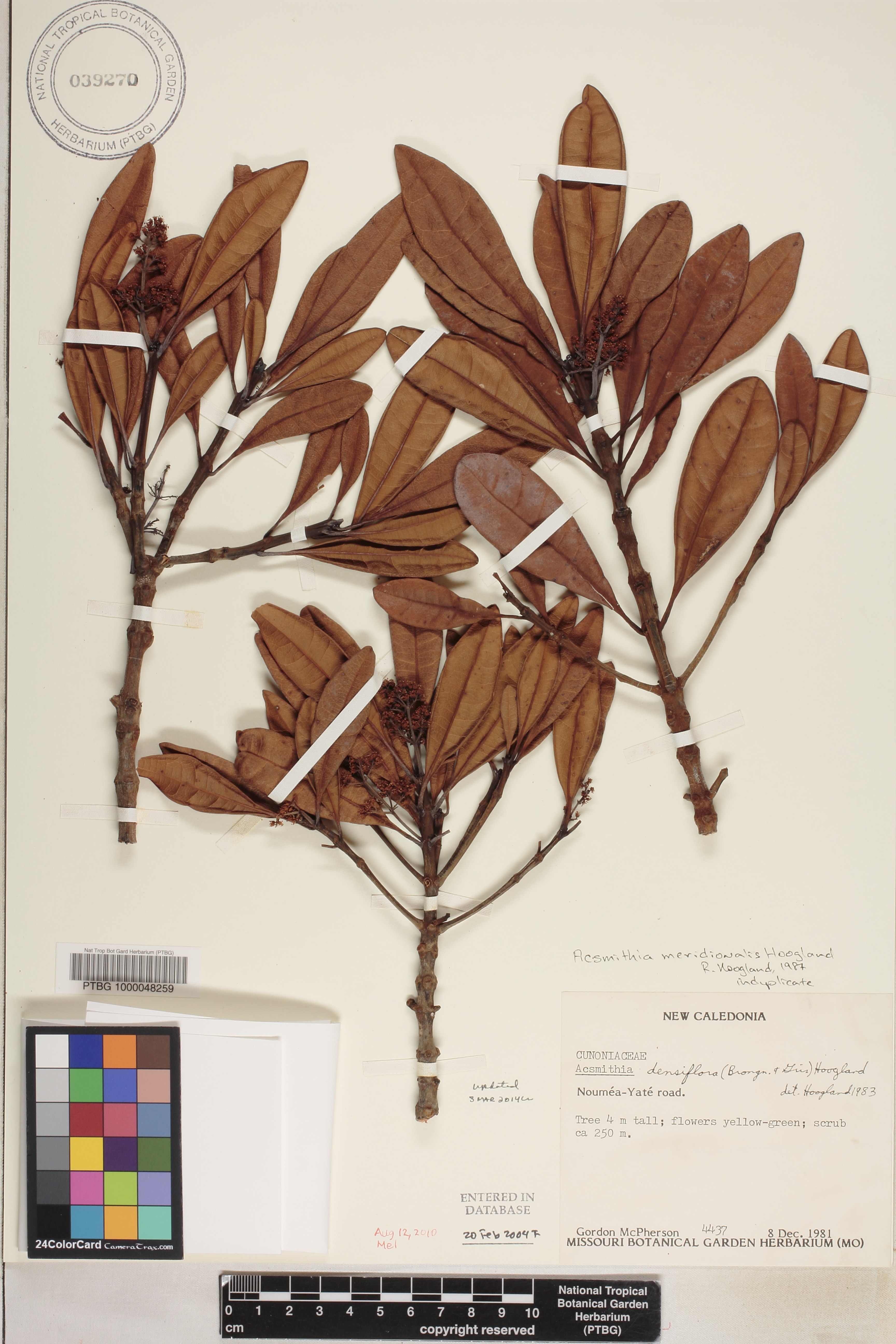 Spiraeanthemum meridionale image