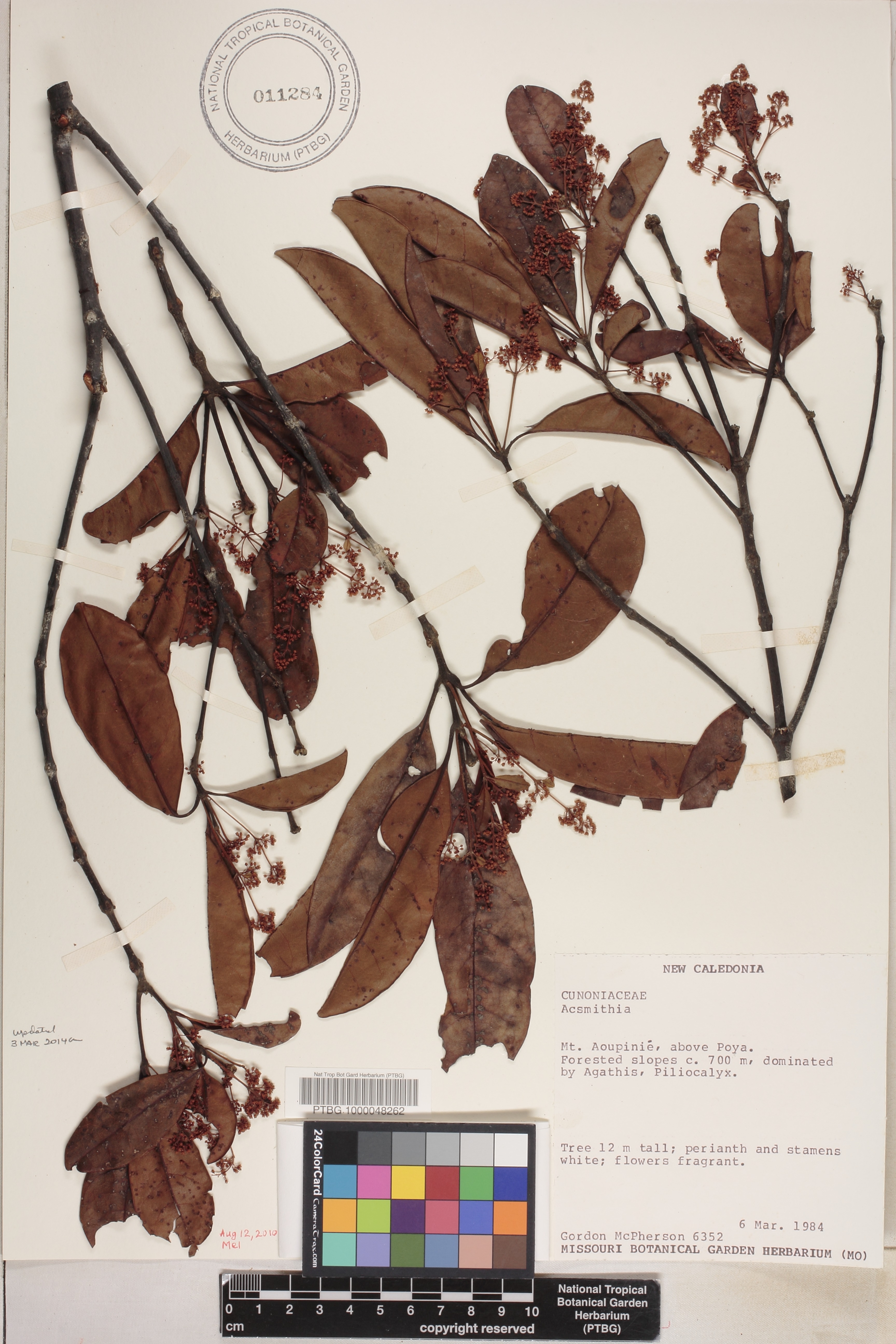 Spiraeanthemum pubescens image