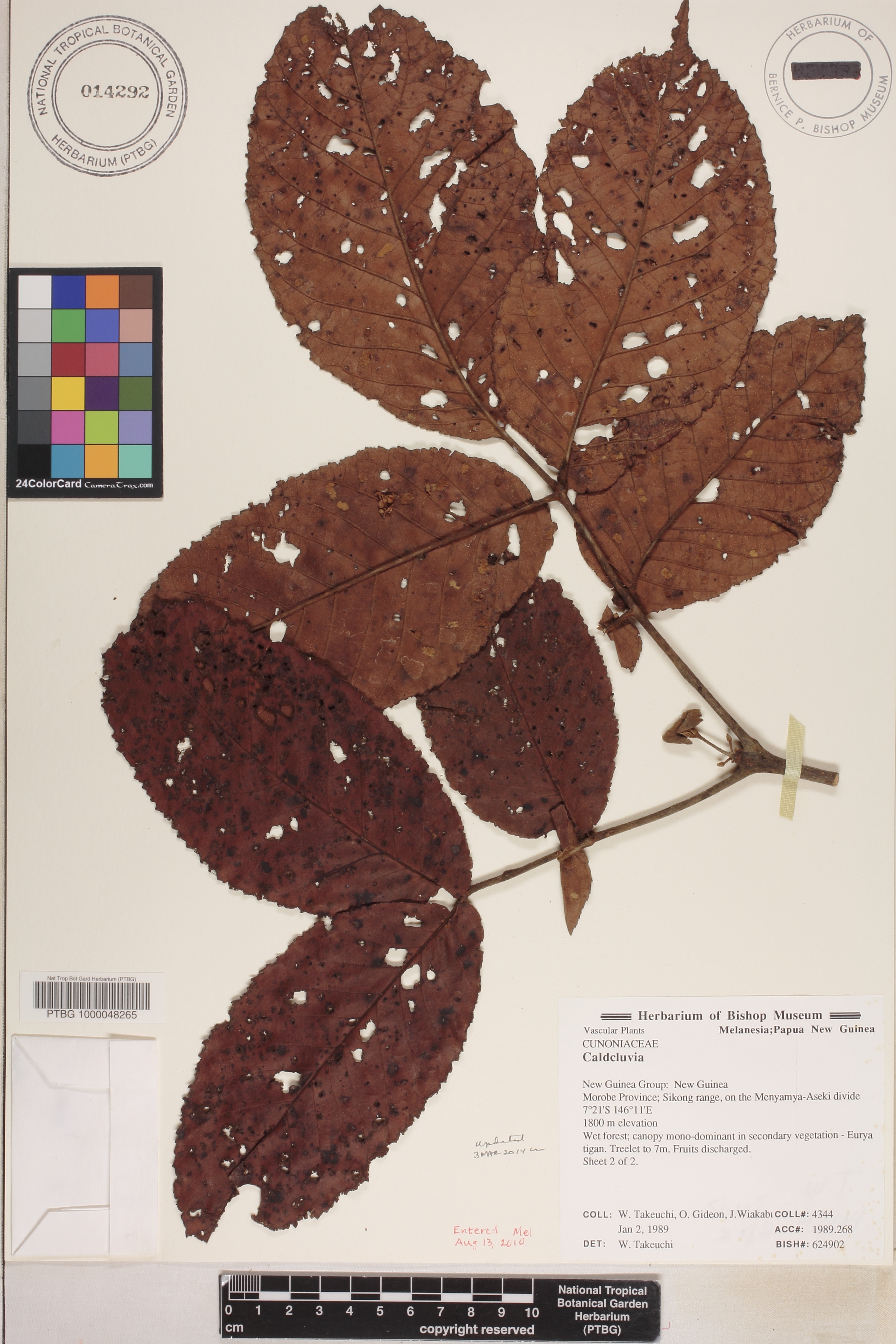 Caldcluvia image